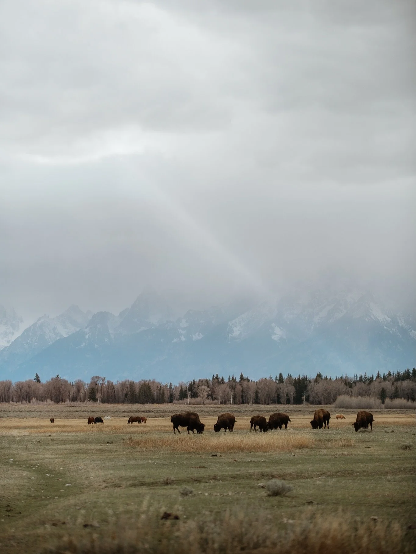 Ein paar meiner liebsten Wildlife Aufnahmen aus dem Yellowstone. 🥹🥰 

#wildlife #wildlifephotographer #yellowstonenationalpark #wyoming #yellowstonephotography