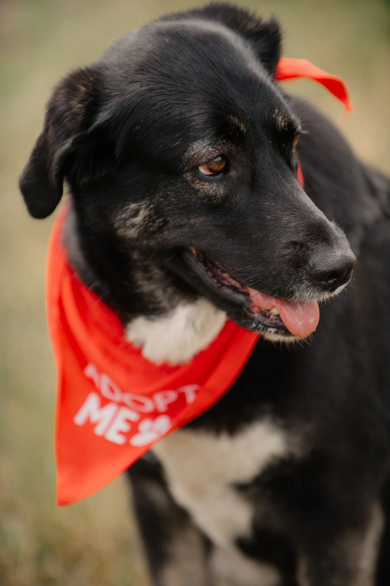 Bark Date_22-06-2024_Berlin_Maja_virgitas-19.jpg