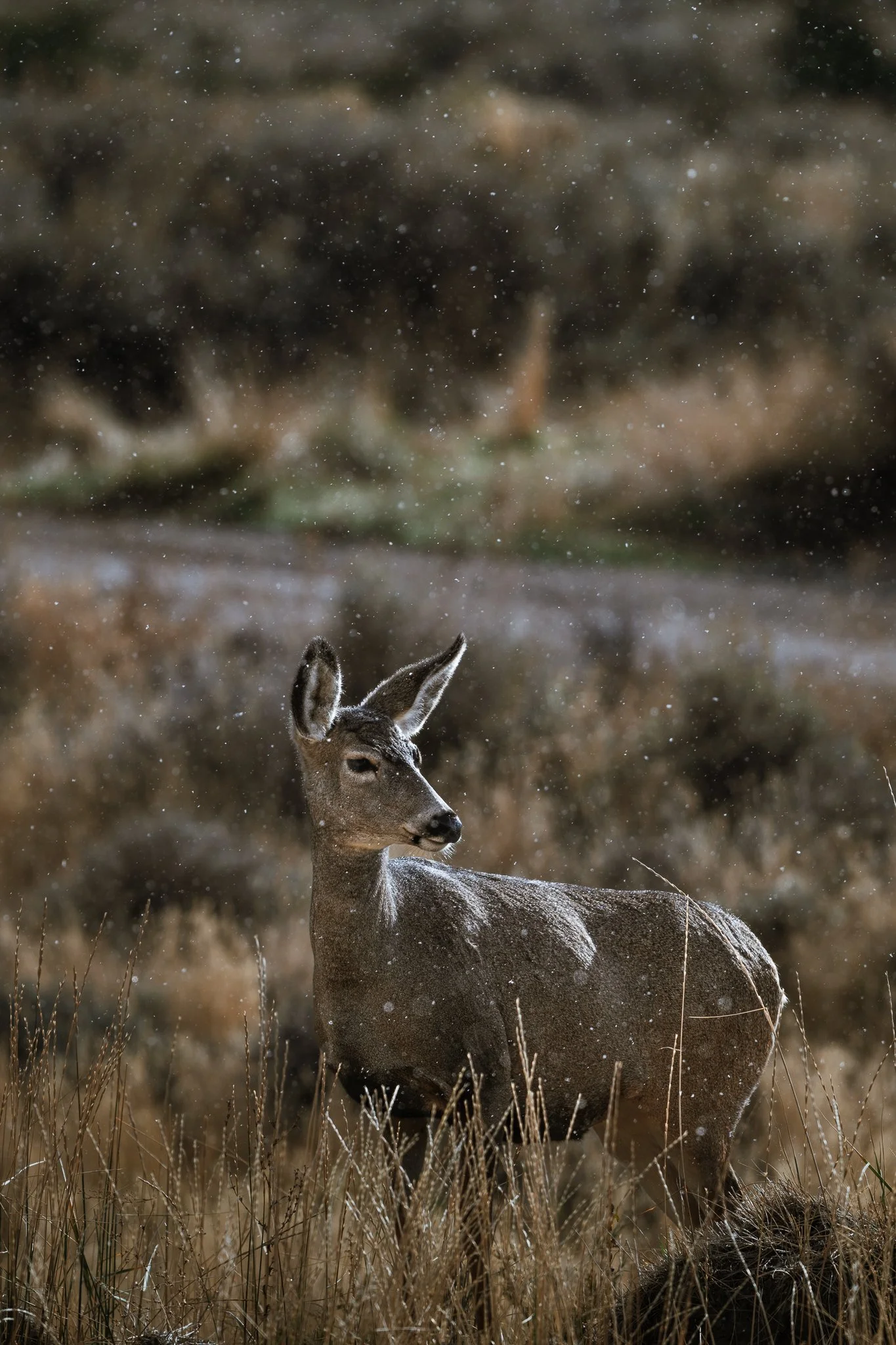 Ein Reh steht in einer gräserbedeckten Landschaft bei Schneefall, im Hintergrund unscharfe natürliche Umgebung.