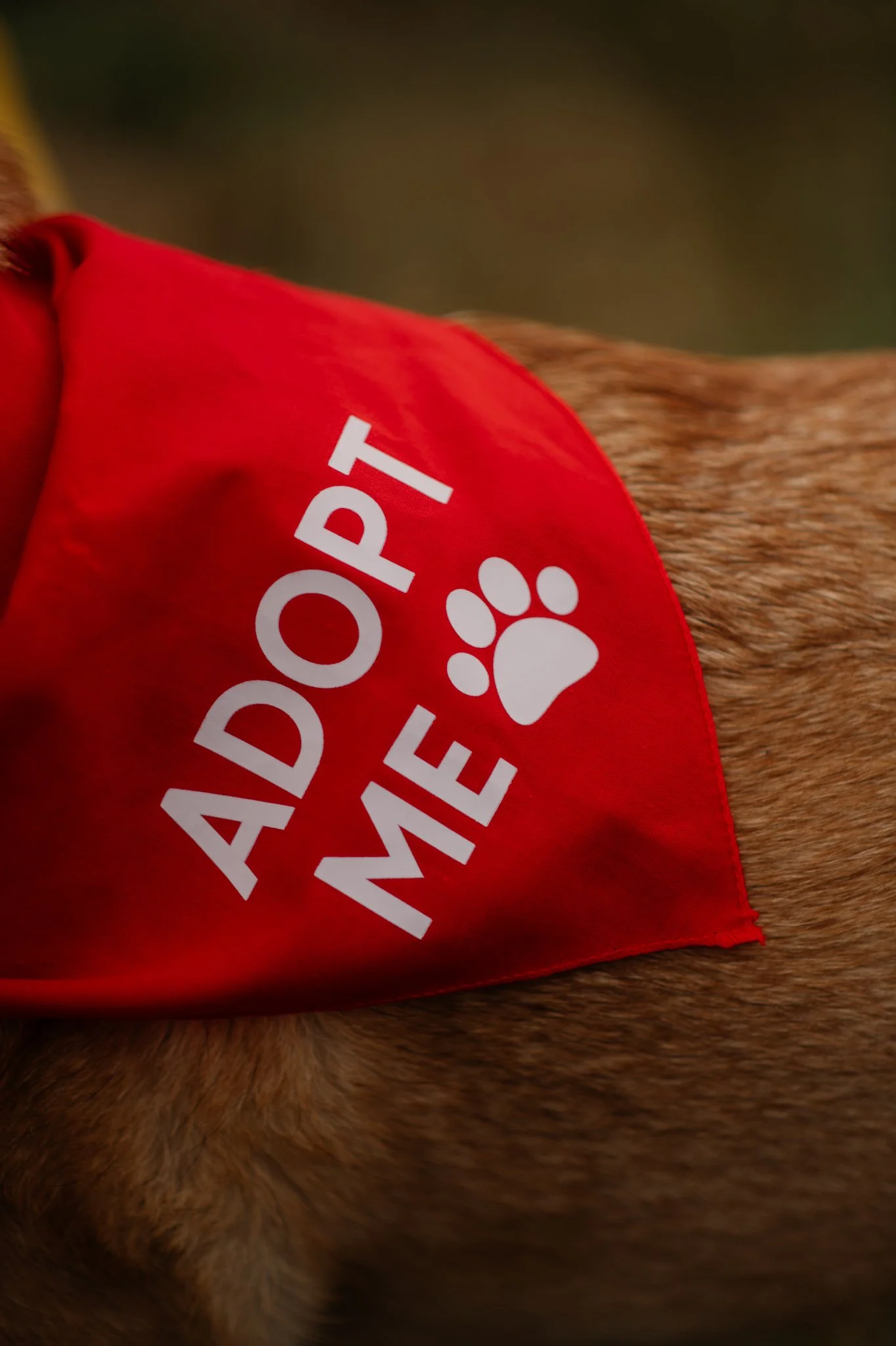 Bark Date_22-06-2024_Berlin_virgitas-2.jpg