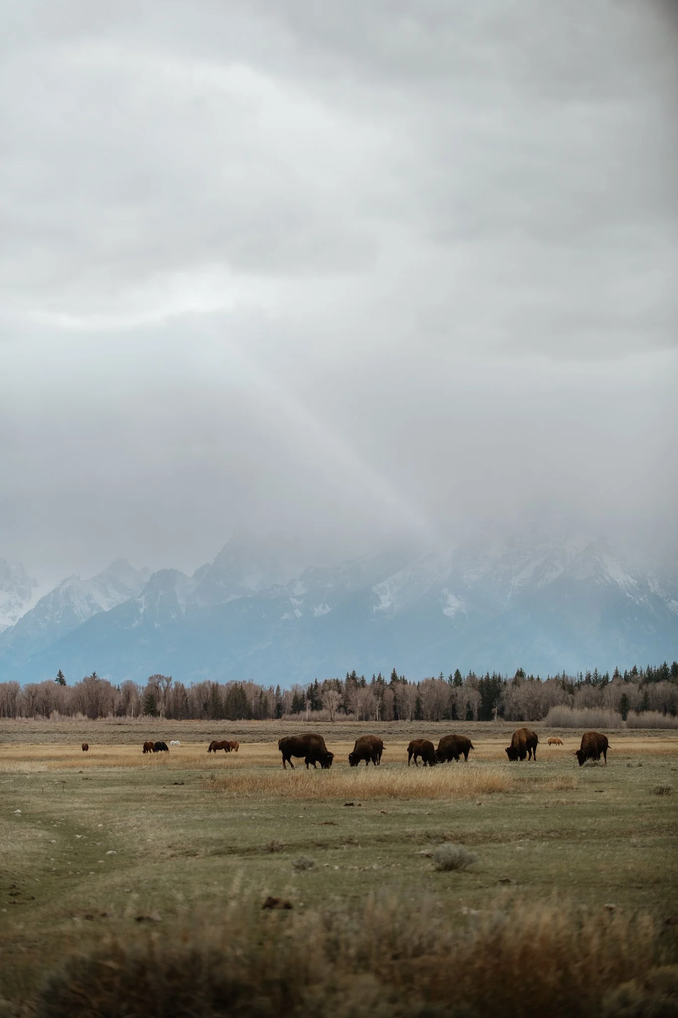 Weide mit Bisonen vor Bergen und bewölktem Himmel.
