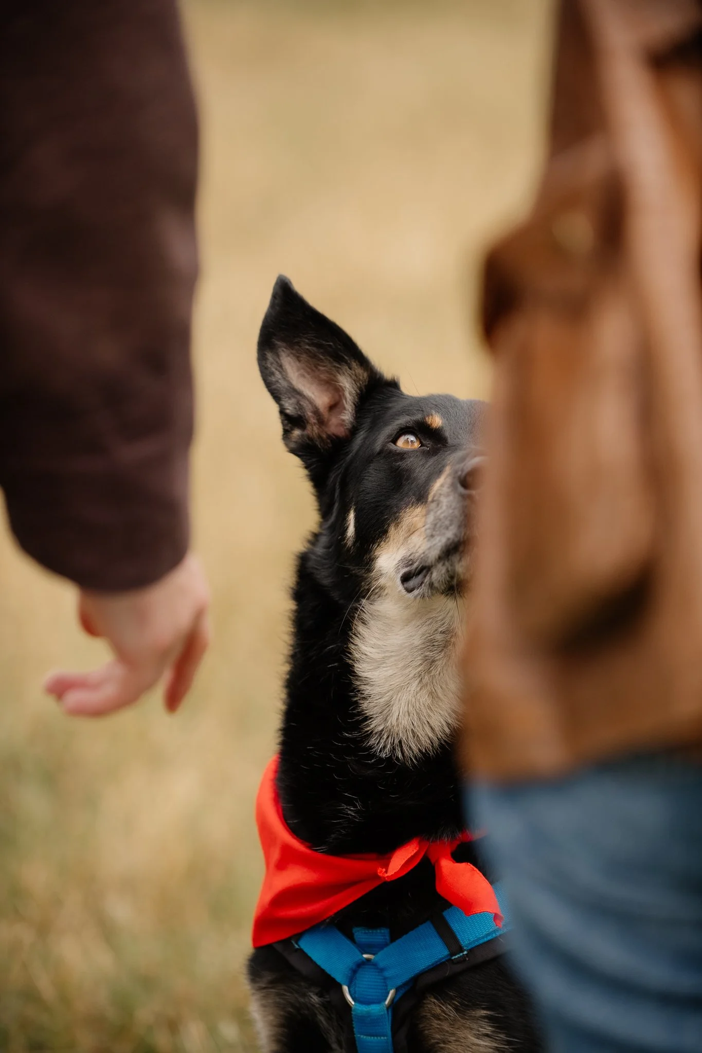 Bark Date_22-06-2024_Berlin_Duk_virgitas-10.jpg