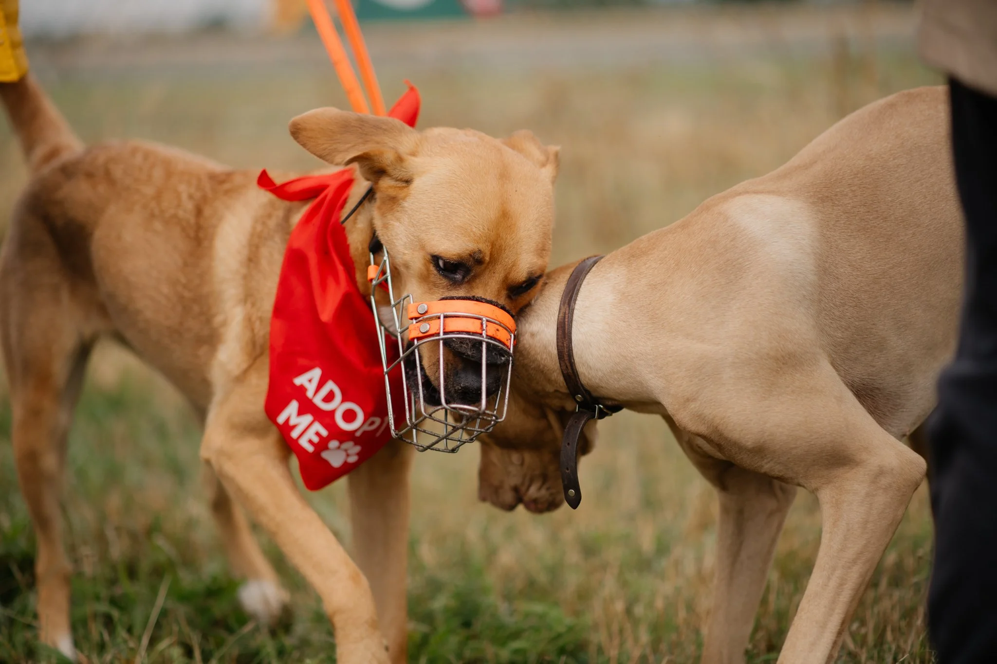 Bark Date_22-06-2024_Berlin_Sansa_virgitas-2.jpg