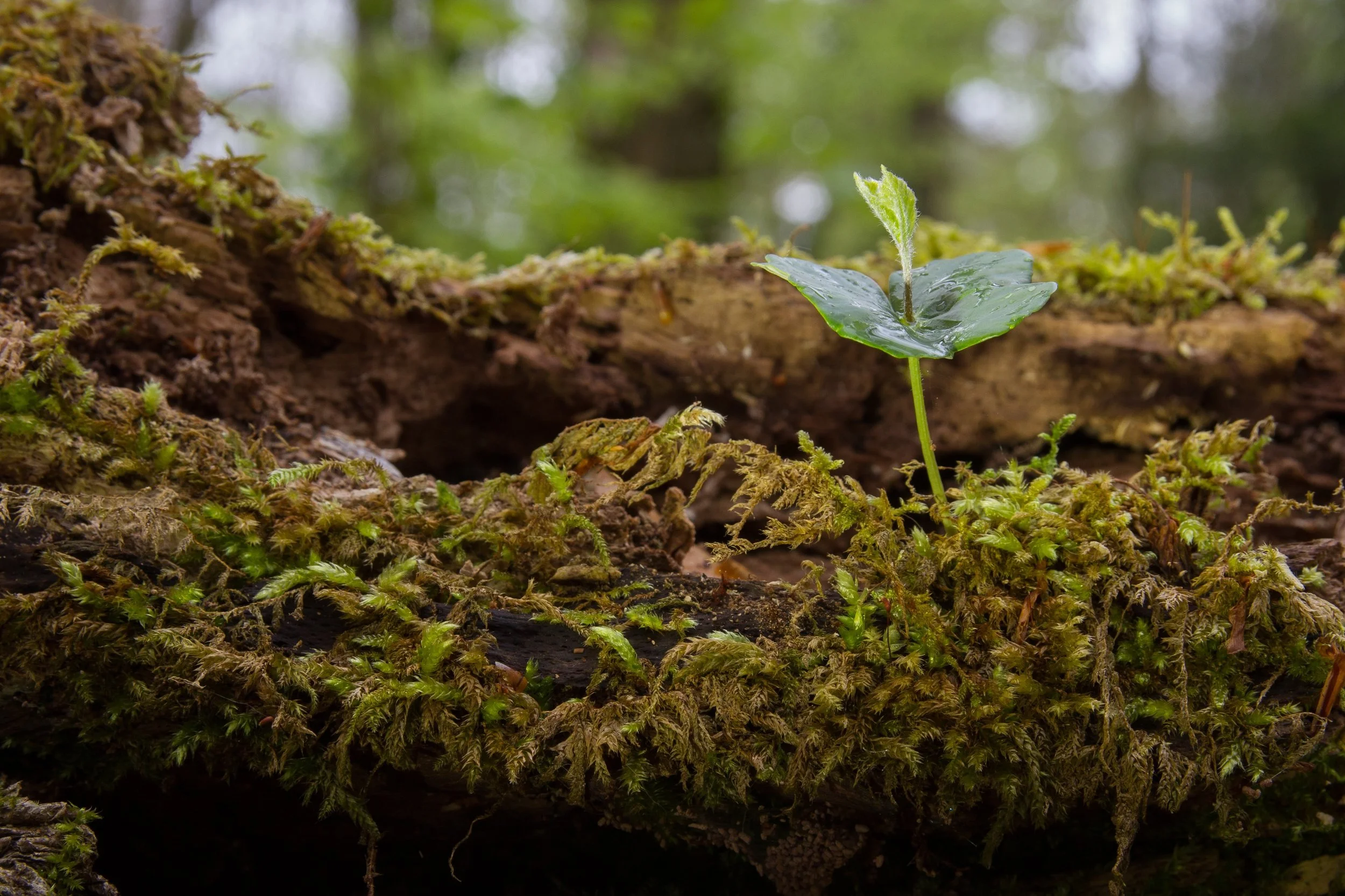 When therapy is not neurodivergence affirming 