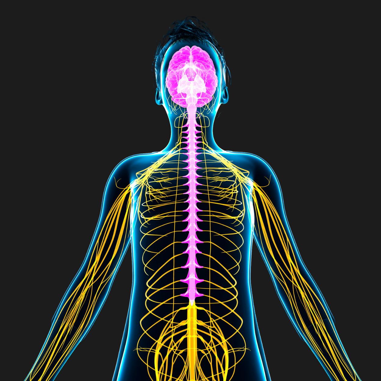 Digital illustration of the human nervous system, highlighting the brain and spinal cord in pink, with nerves branching out in yellow across the body, against a black background.