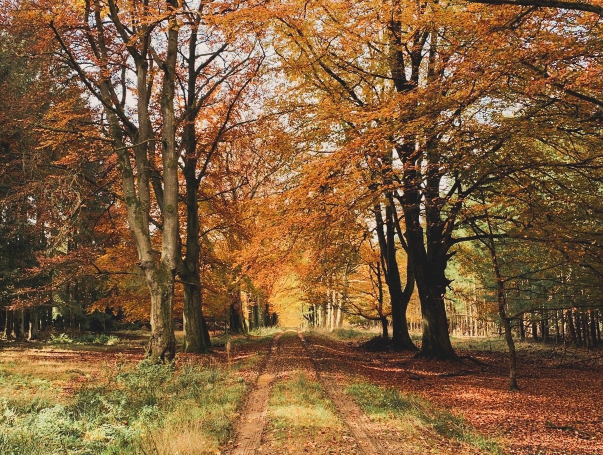 October with us in the Ardennes so far 🍂✨🌲🍄🐄 #visitardennes #staywithus #autumngetaway #hautesfagneseiffel #nature #bliss #bookyourstay #HighMoorEstate #holidaycottage #HighMoorCottage #visitwallonia #countrysidewalks #comeandexperience #autumn🍁