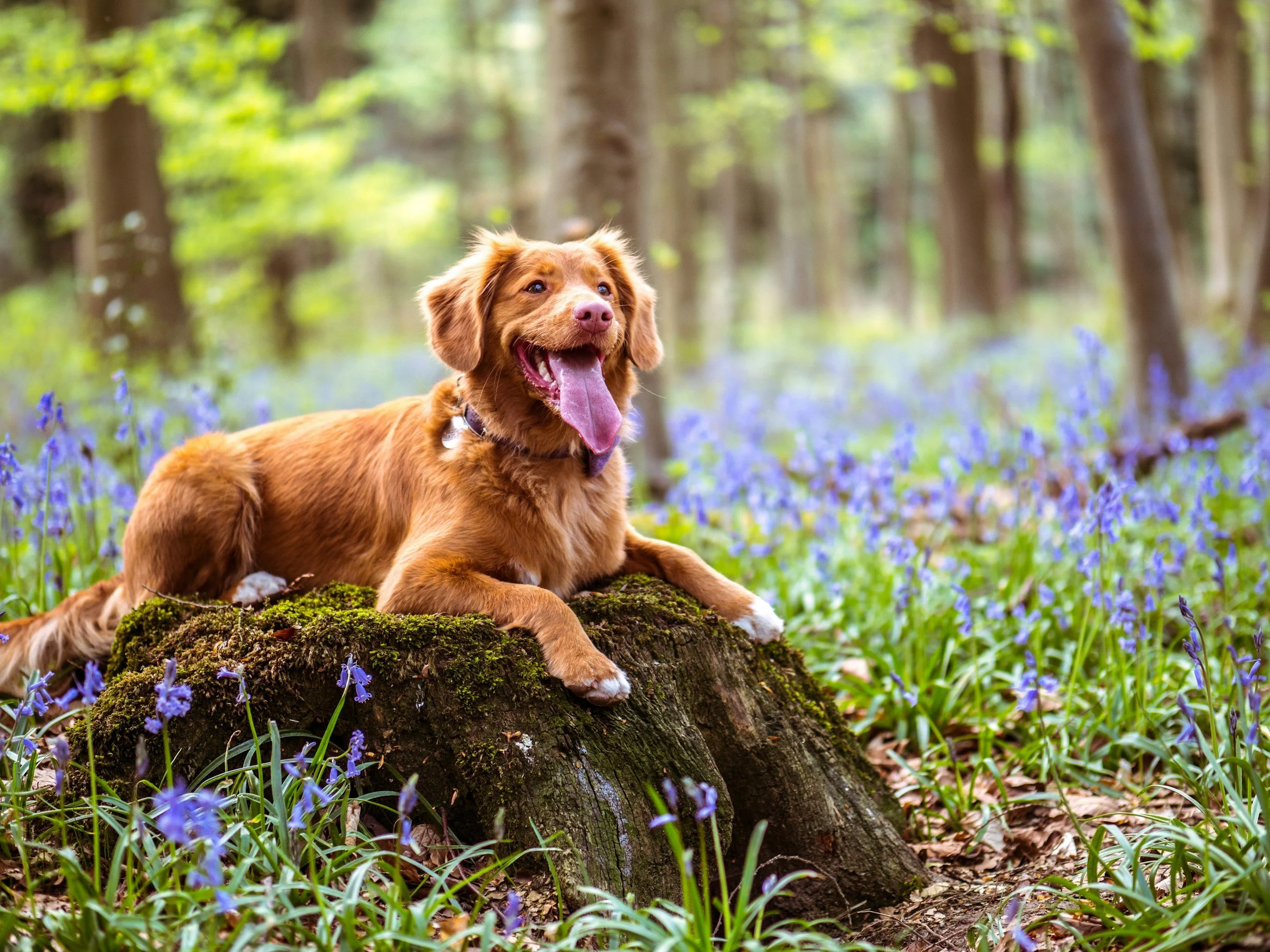 Dogs allowed on our glamping site in the Ardennes