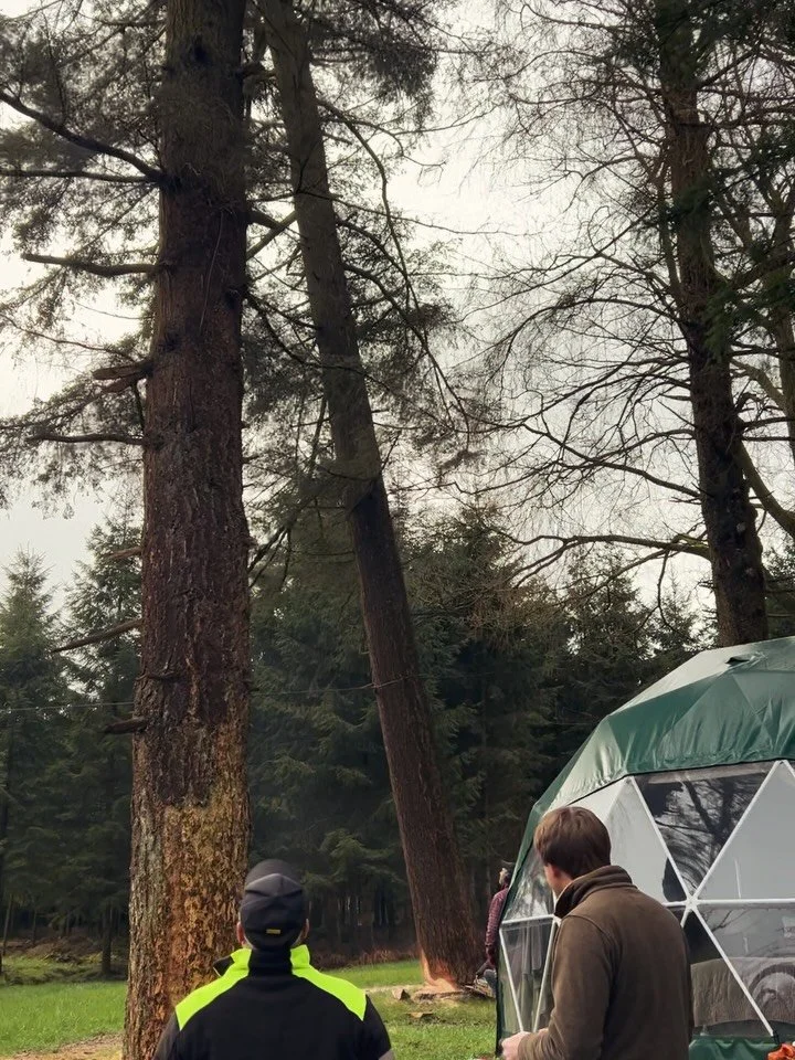 Some weeks in the woods feel heavier than others. 🌲💔

Over the past days, we had to say goodbye to four Douglas firs and one beech towering over the glamping domes. Beautiful giants that have stood here far longer than we have - not something you t
