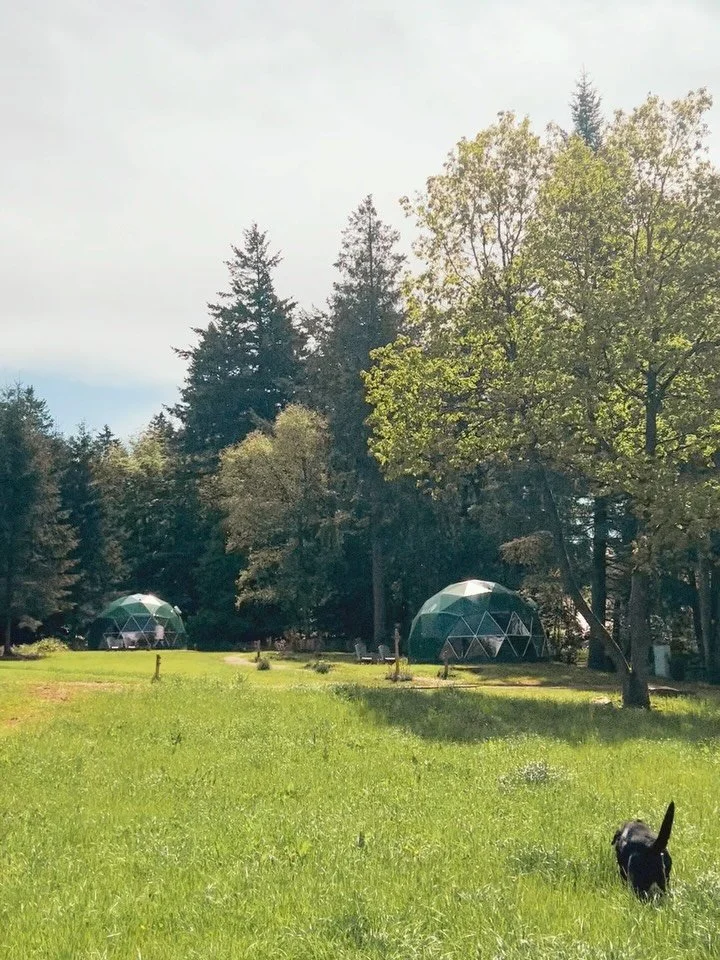 The Ardennes has apparently entered its Mediterranean era ☀️

The forest is buzzing, the domes are glowing in the sunlight, and even the wild boars have given up pretending they enjoy the heat &mdash; they&rsquo;re currently taking mud baths like tin