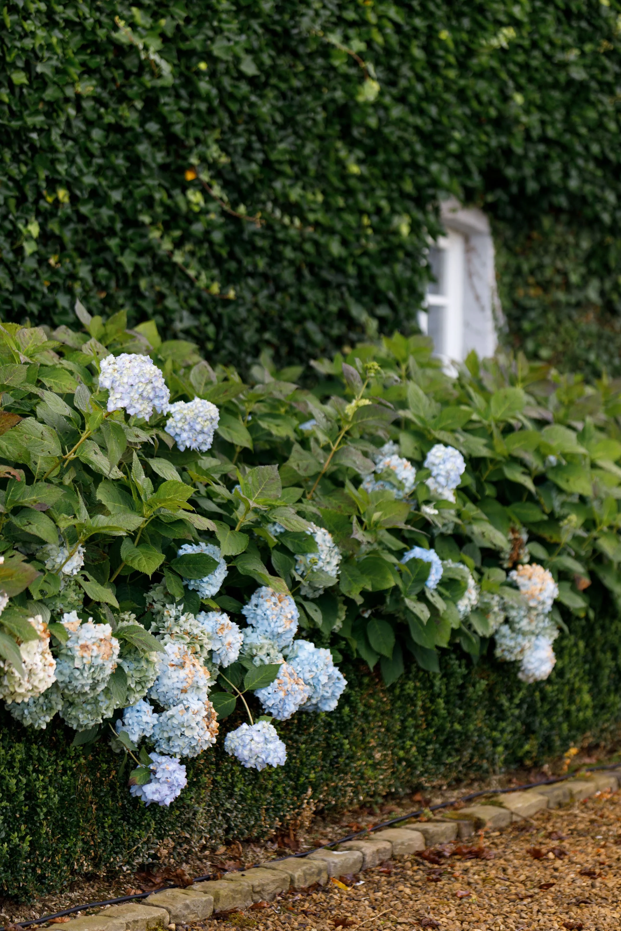 Beautiful flowers in the gardens of High Moor Estate
