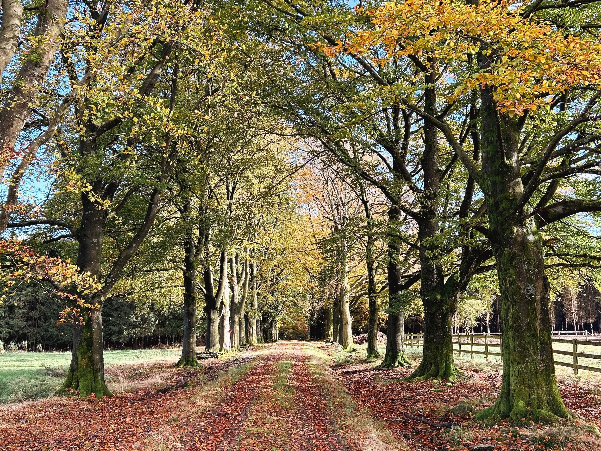 Hiking adventures from your glamping retreat in the Ardennes