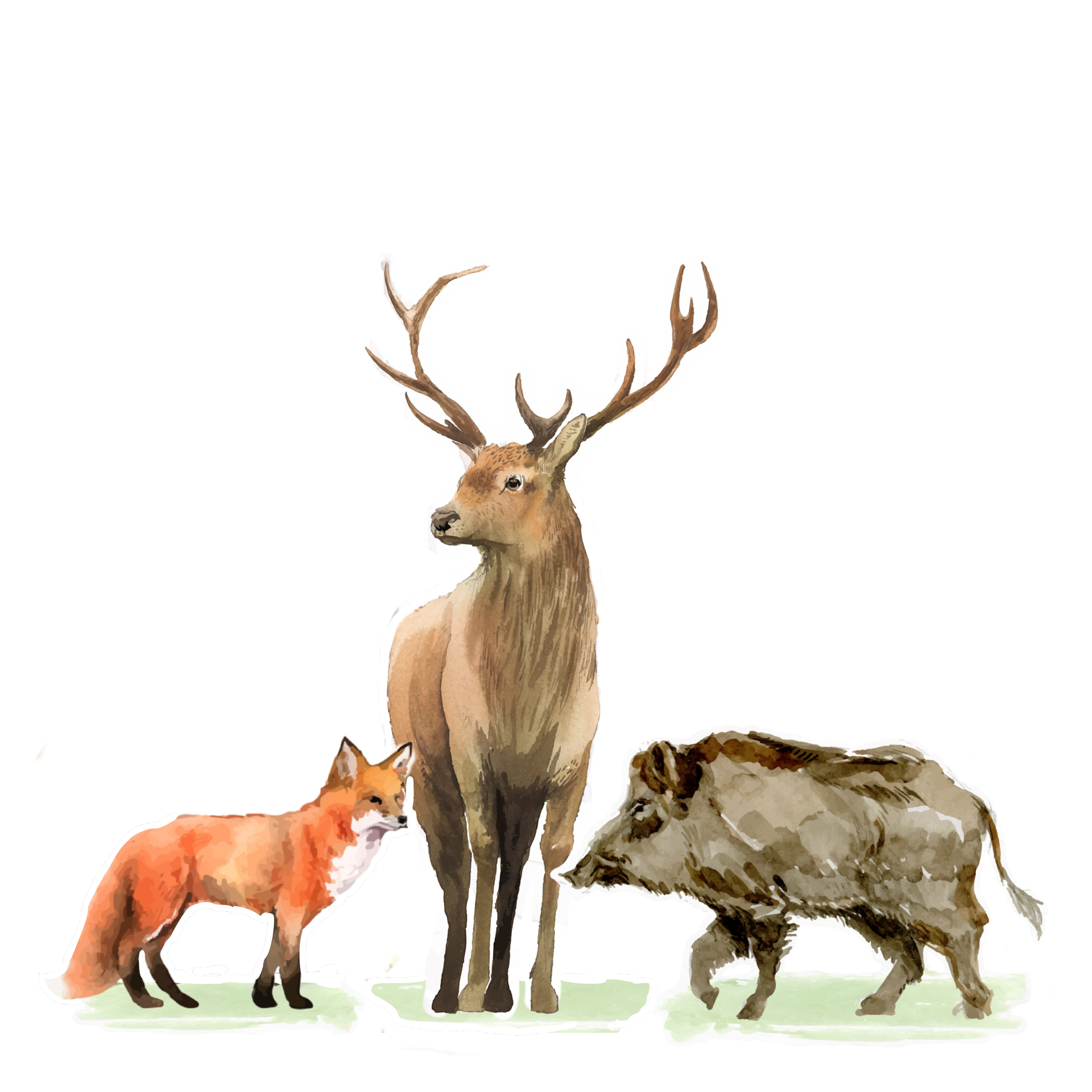 Nature retreat in the Belgian Ardennes with glamping domes named after forest animals