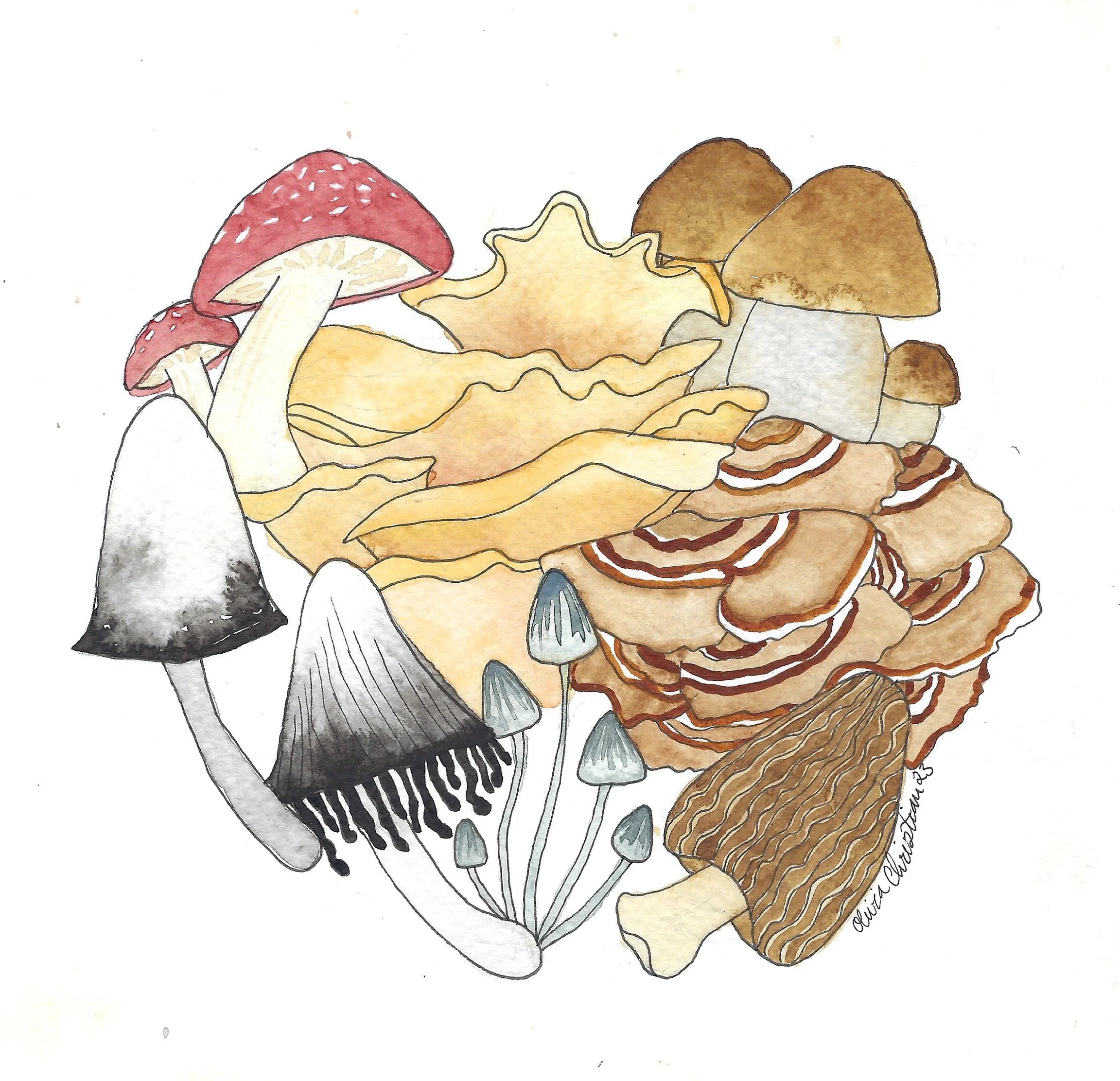 Watercolor illustration of various mushrooms including red, brown, black, white, and striped varieties arranged together.