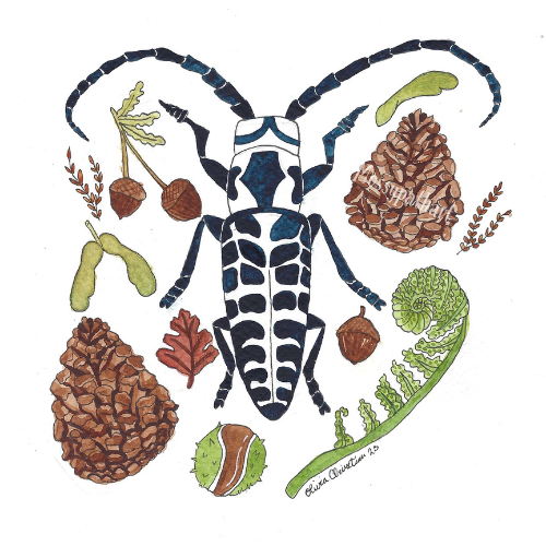 An illustration of a beetle surrounded by pinecones, acorns, leaves, and greens.