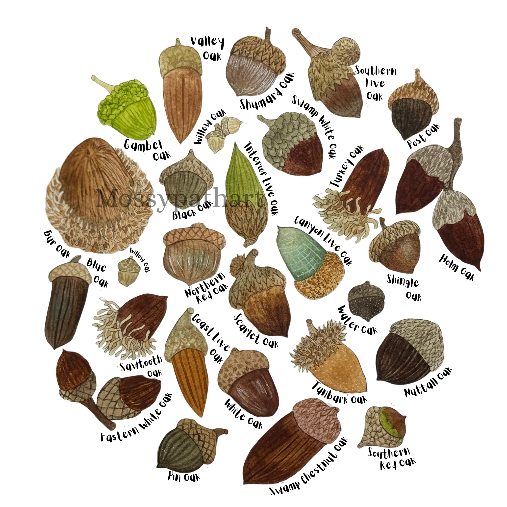Illustration of various types of oak acorns, each labeled with their specific type such as Valley Oak, Shumard Oak, Southern Live Oak, Post Oak, Hackberry Oak, Southern Red Oak, Swamp White Oak, Turkey Oak, Holm Oak, Shingle Oak, Water Oak, Nuttall O