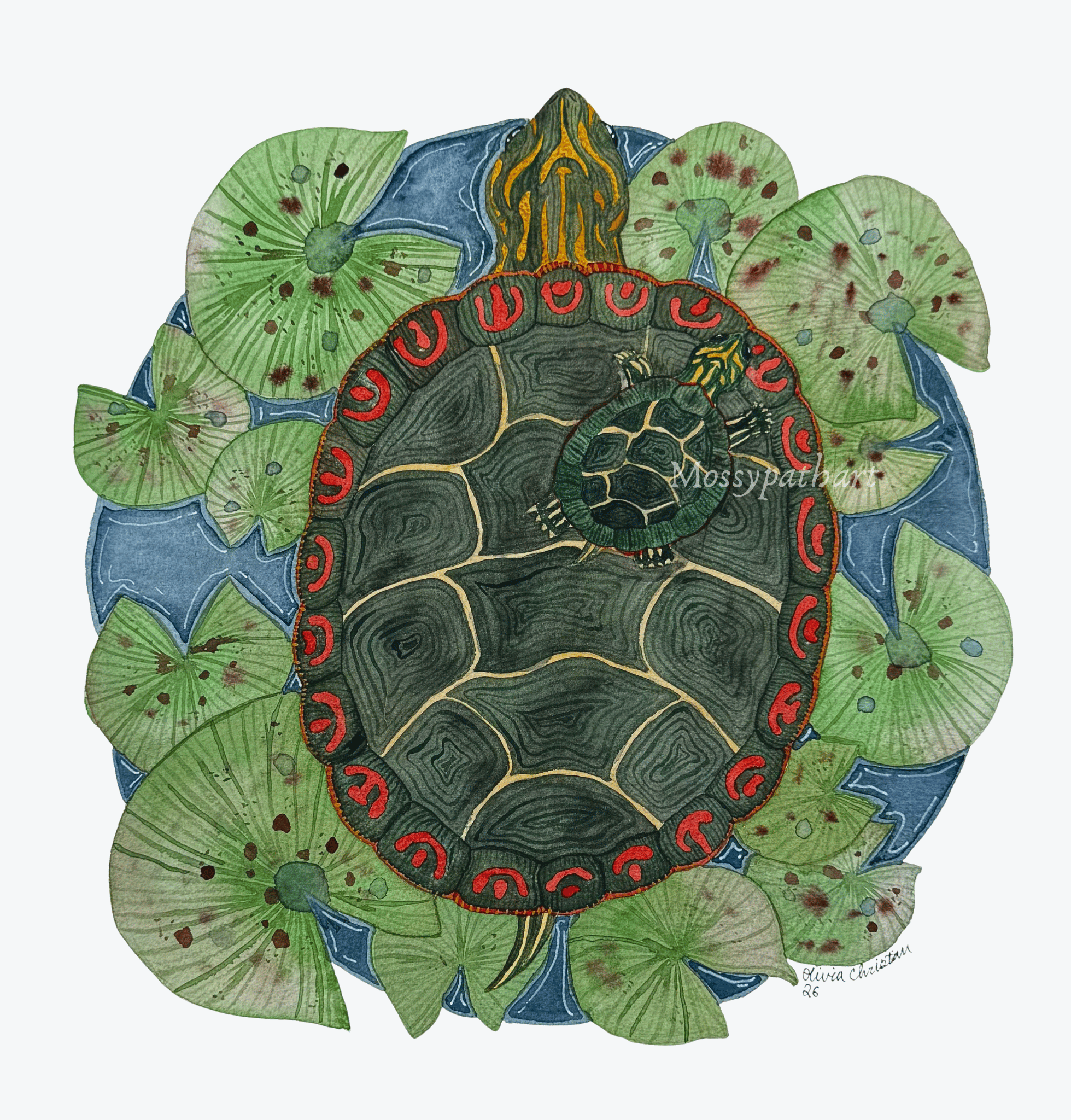 Turtle Pond watermark  .png
