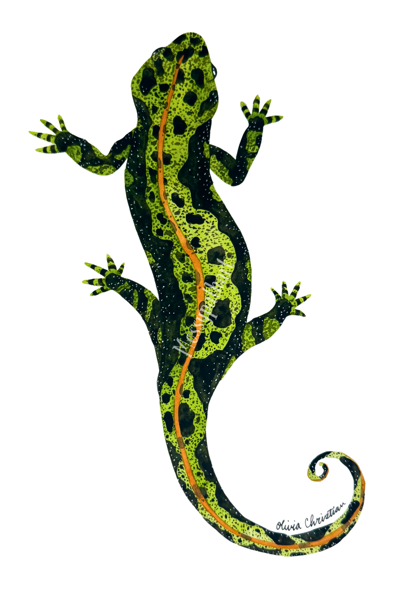 A colorful illustration of a marbled newt with yellow, green, black, and orange patterns on a white background, signed 'Olivia Christian' at the bottom.