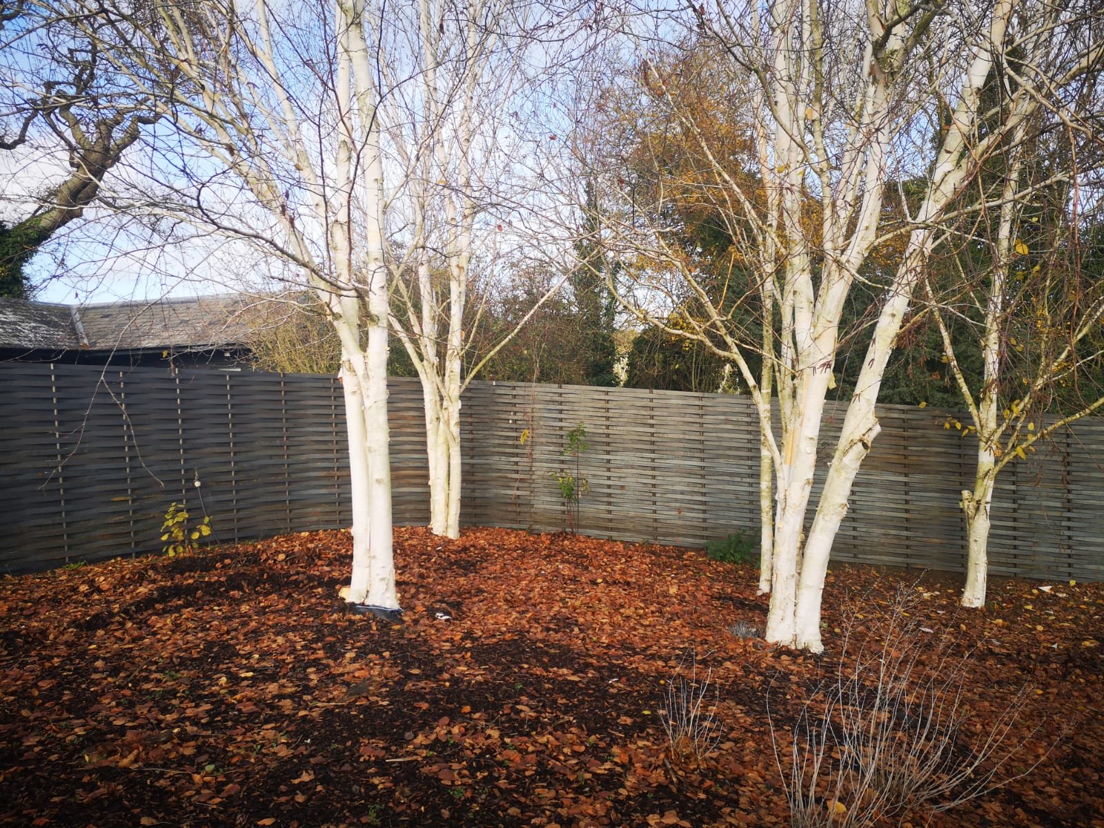 A garden with trees, fallen autumn leaves on the ground, and a woven steel fence in the background.