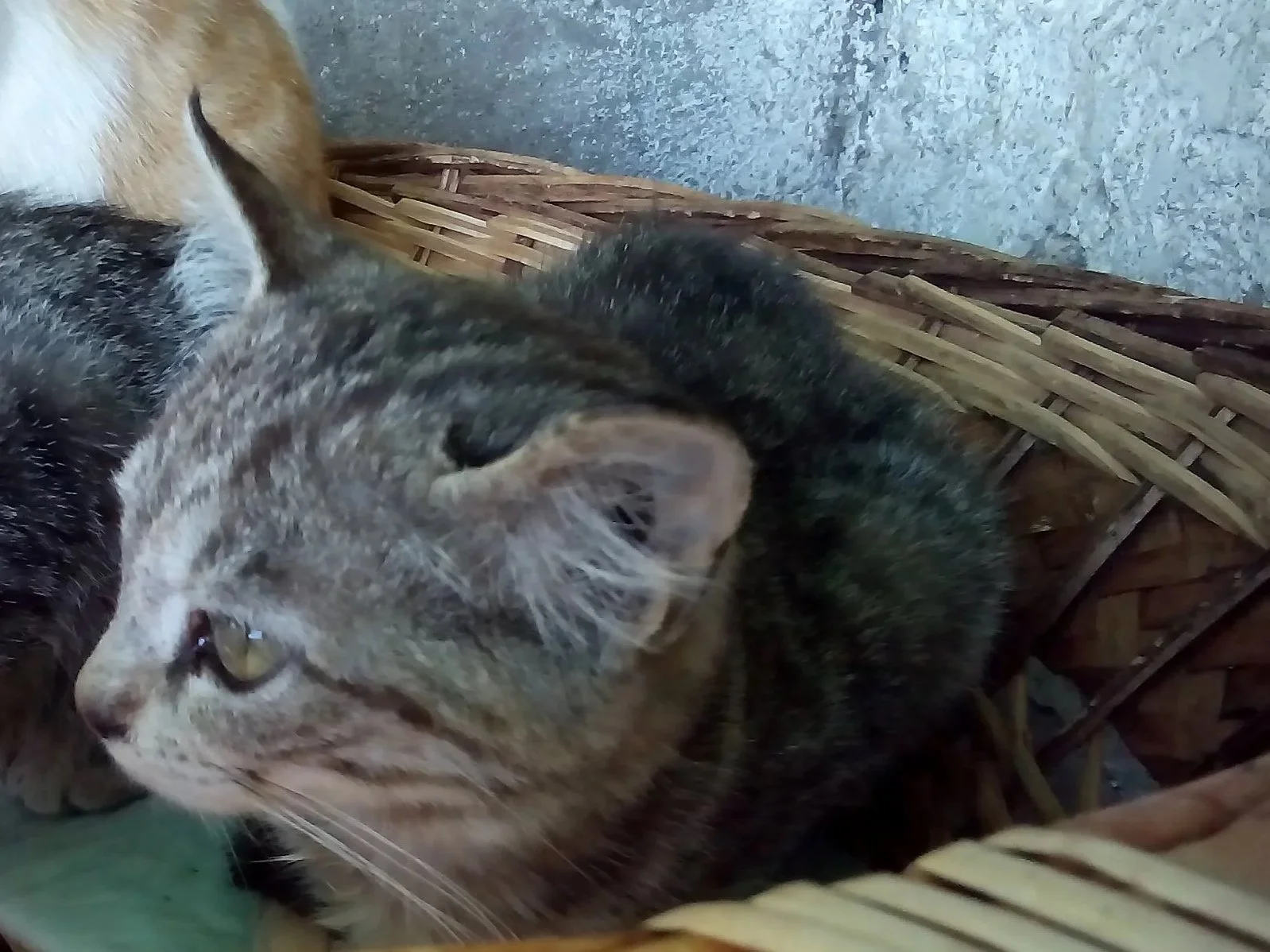 Un gatto seduto vicino a una cesta di vimini su un pavimento di cemento.