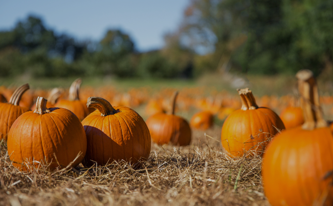 pumpkin patch .png