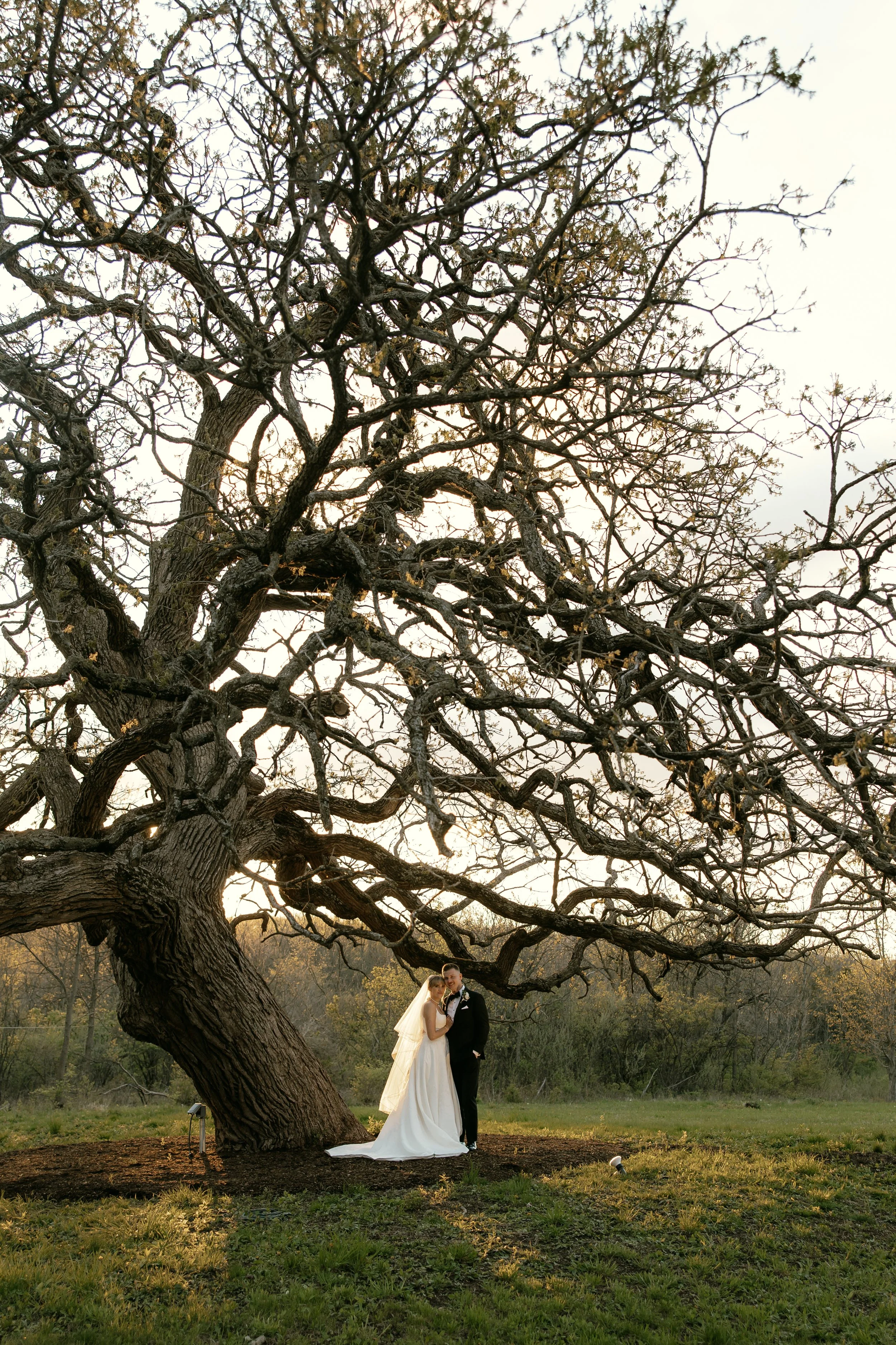 A bride and groom in wedding attire standing under a large, leafless tree in a grassy field during sunset.