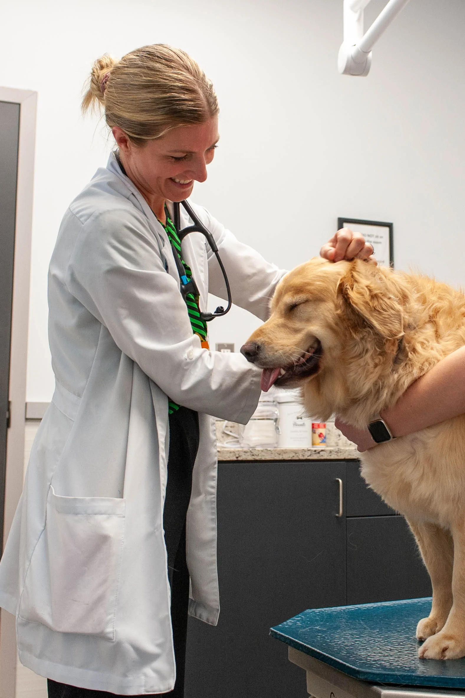 A veterinarian examining a golden retriever dog on an examination table in a veterinary clinic.