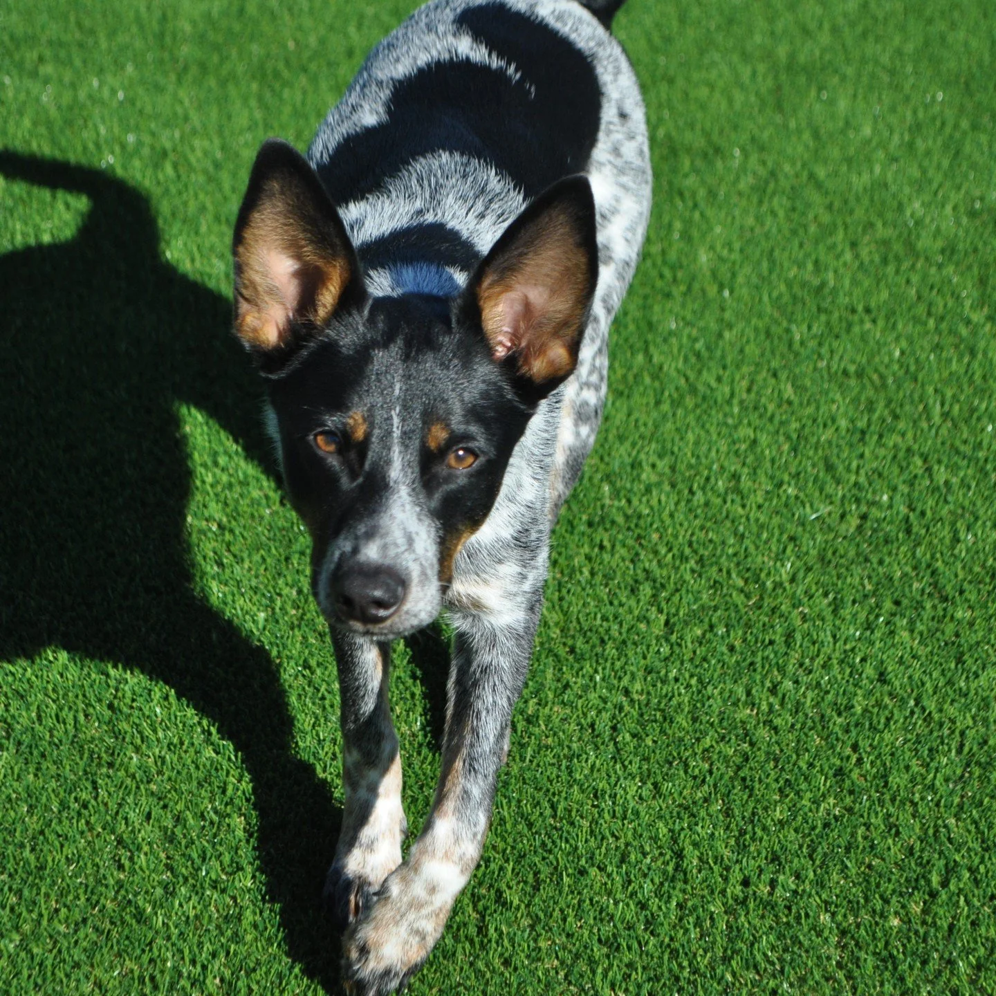 Happy Thursday! The pups are enjoying the cool temps out there.