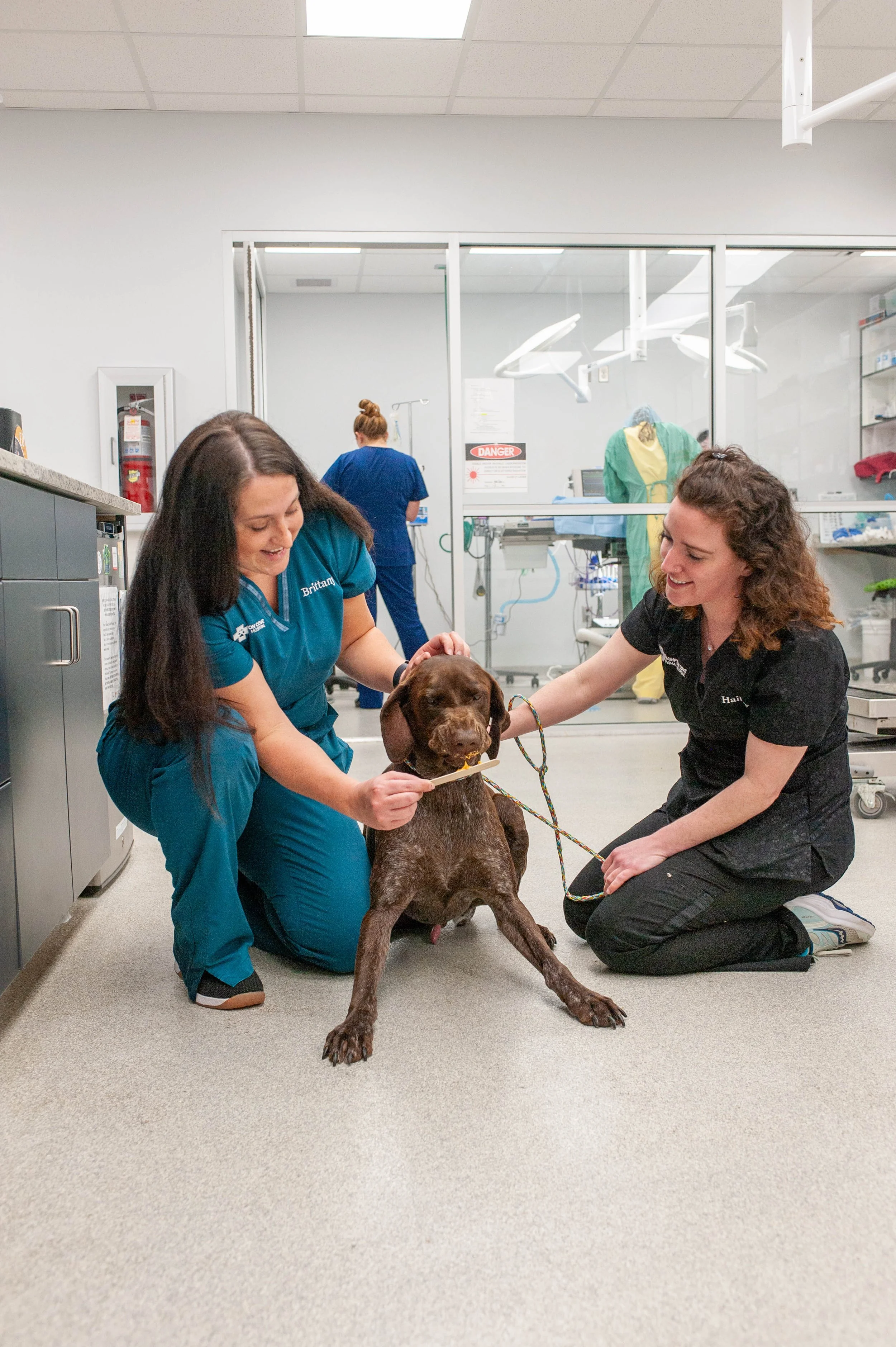 Two female veterinary professionals with a brown Labrador Retriever in a veterinary clinic. One woman is kneeling in teal scrubs holding an object near the dog's mouth, while the other woman kneels on the floor holding the dog's leash. The dog is sit