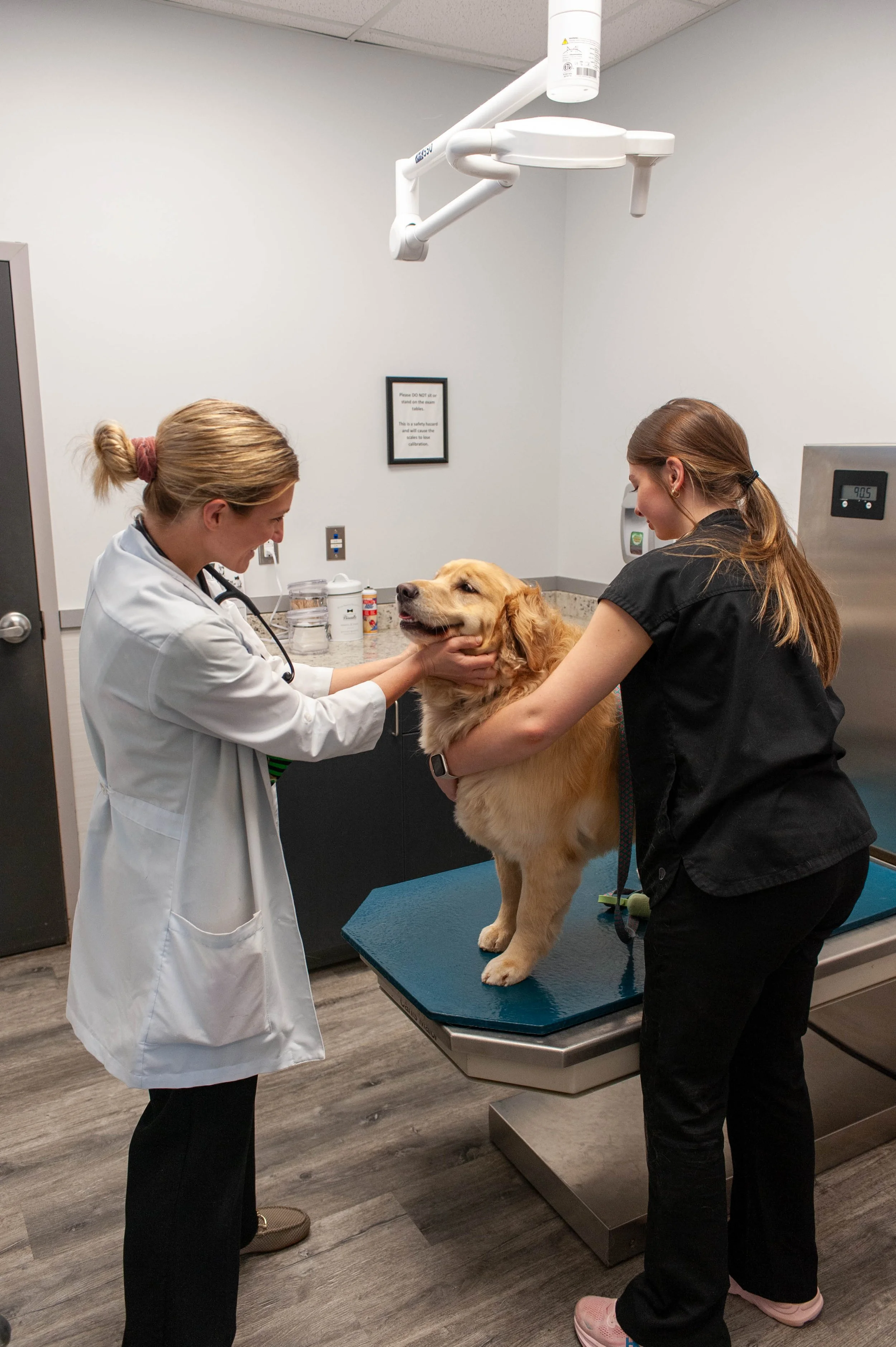 A veterinarian and a veterinary technician examine a golden retriever on an examination table in a veterinary clinic.