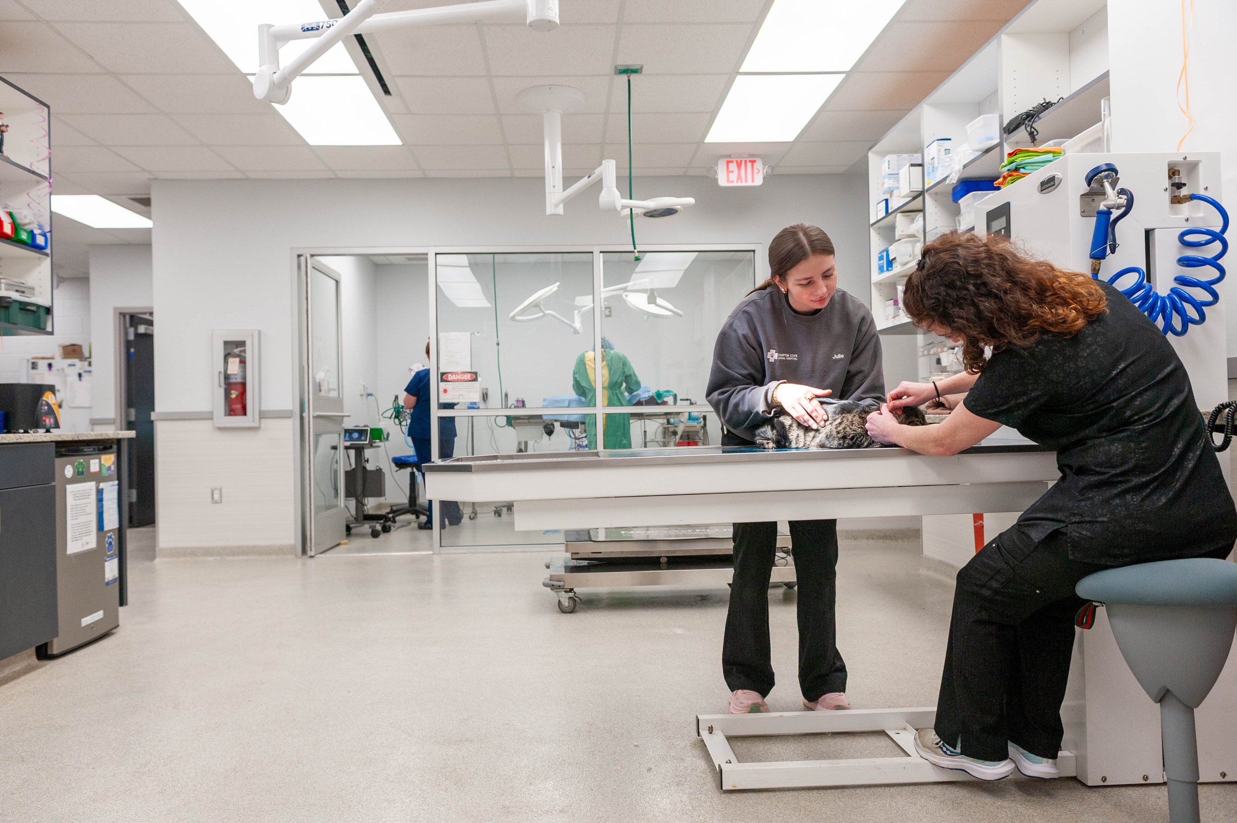 Veterinary staff examining a dog on an examination table in a veterinary clinic