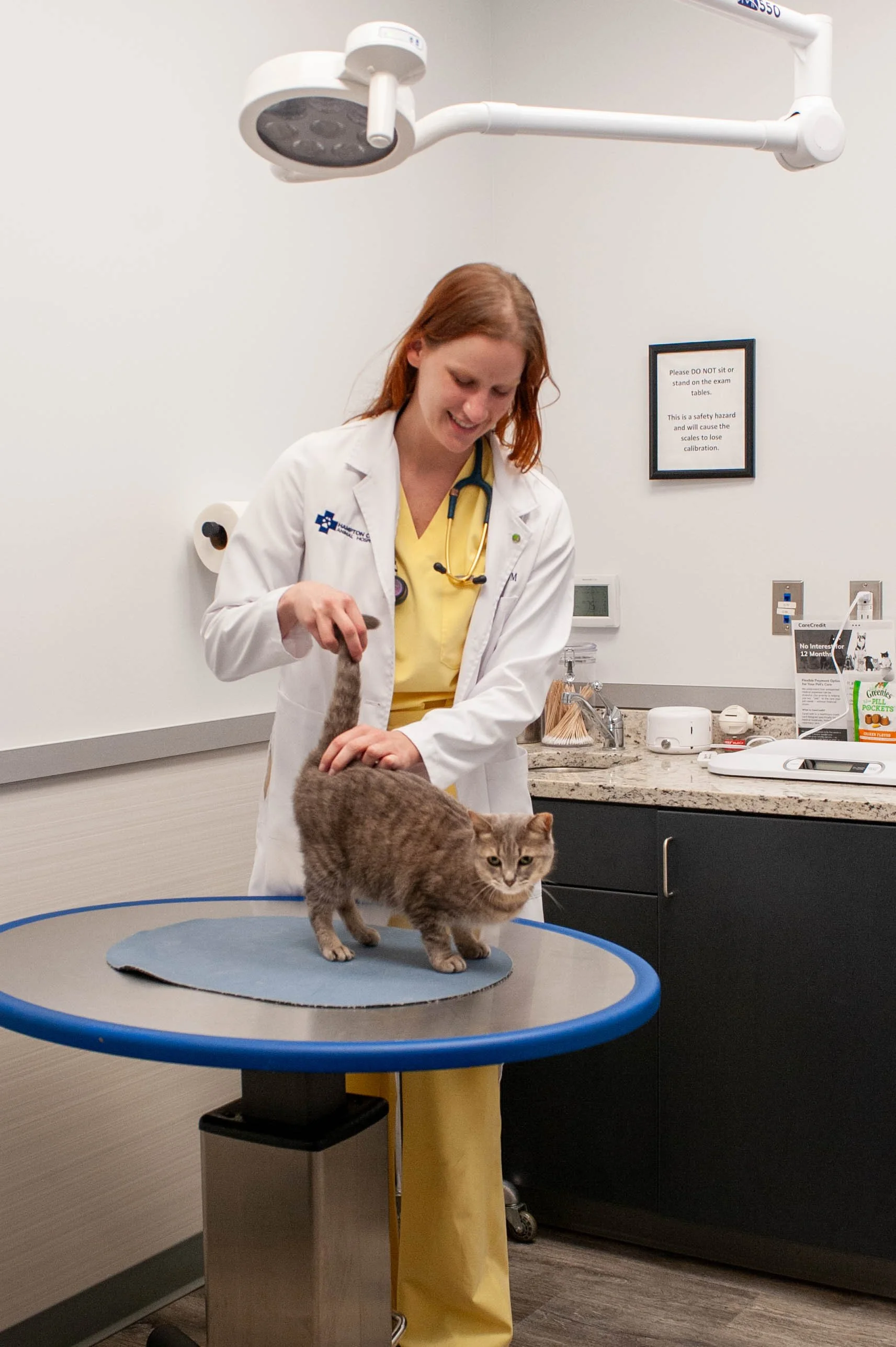 A female veterinarian in a white coat and yellow scrubs handling a cat on an examination table in a clinic room.