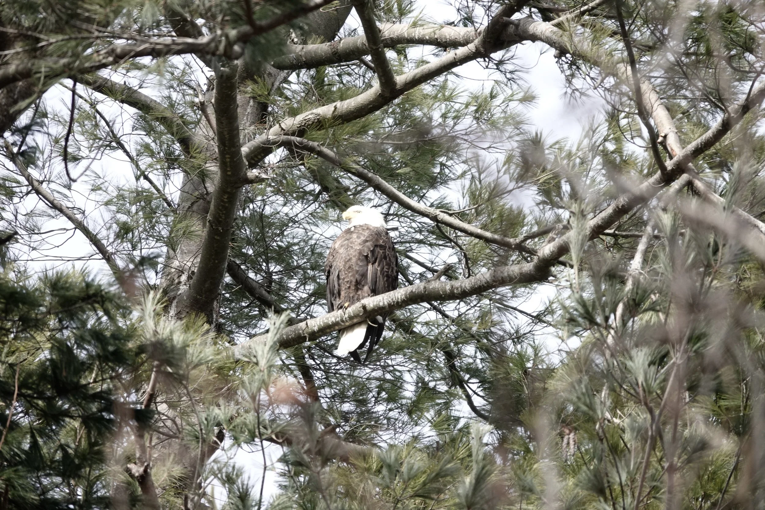 Hudson River EagleFest