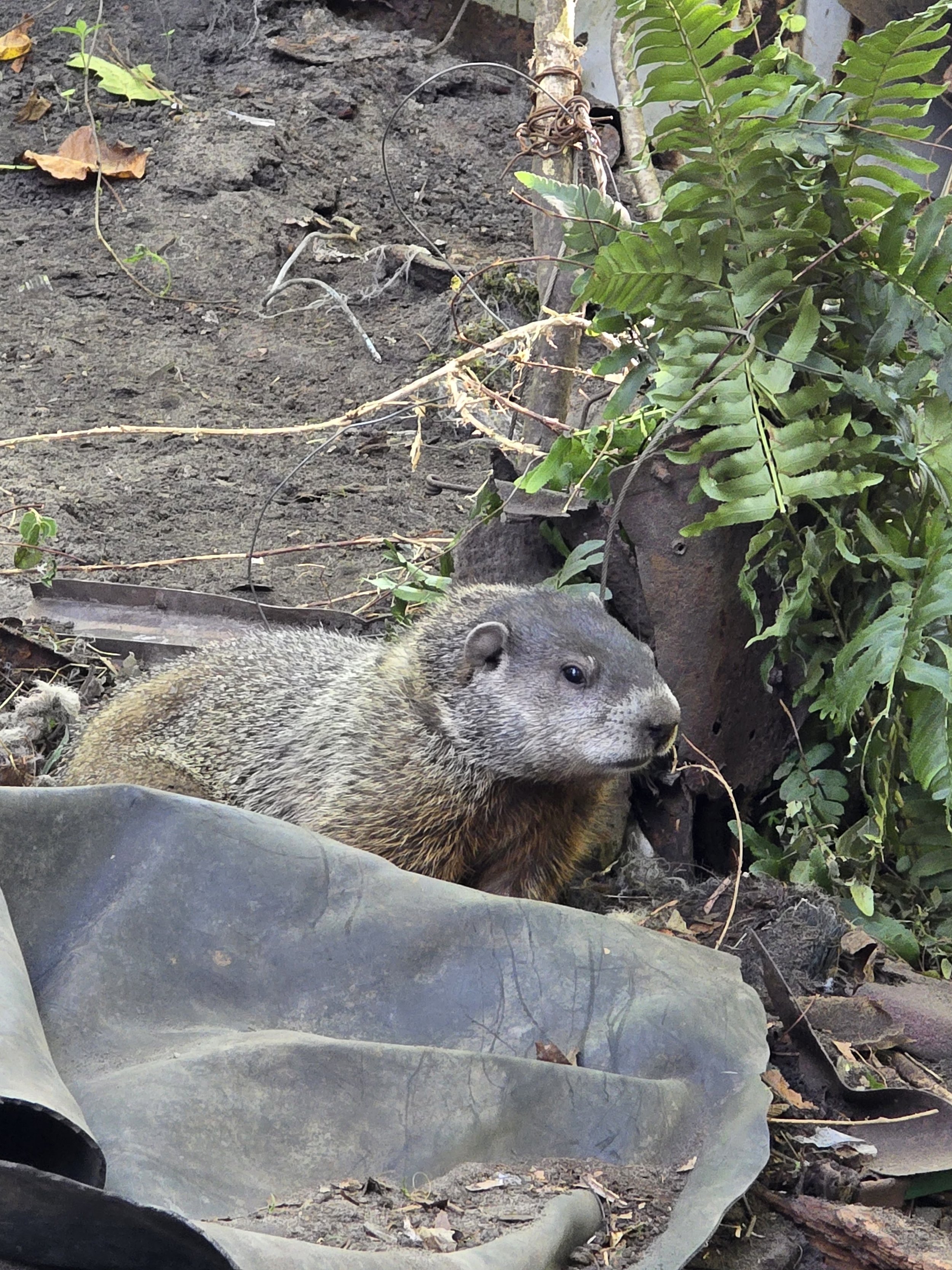 Groundhog