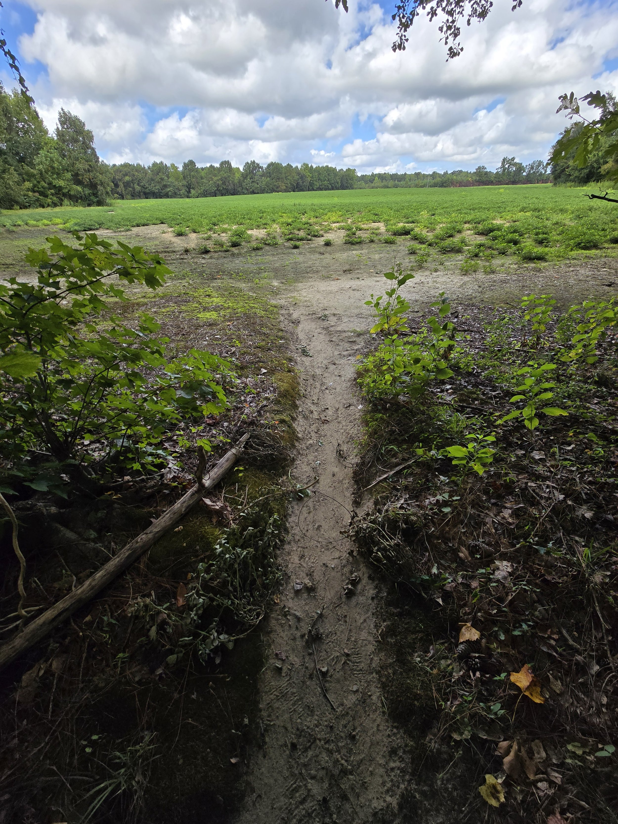 Beaver trail from water to the peanut crop.