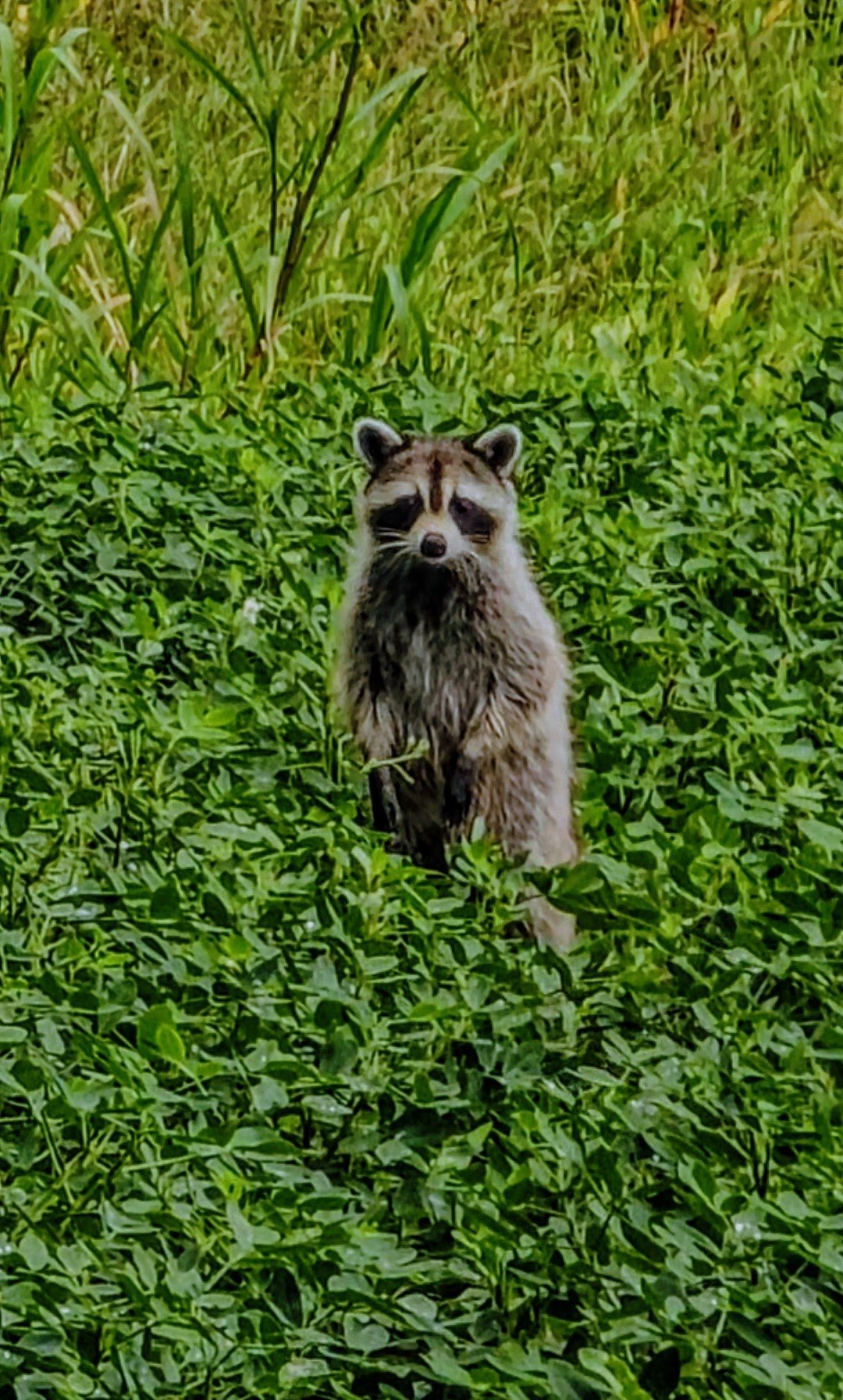 Raccoon in peanut crop.