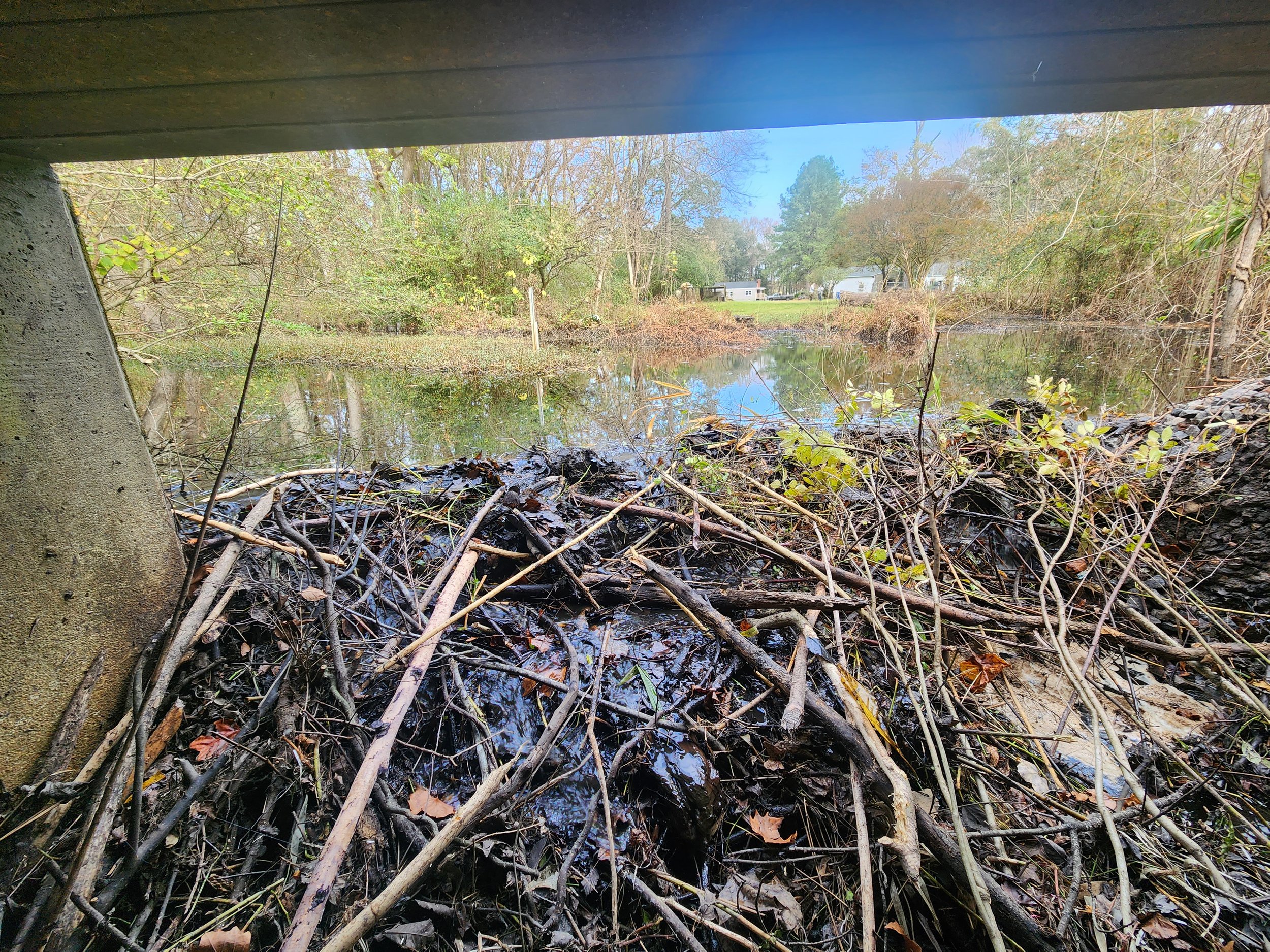Beaver dam in culvert