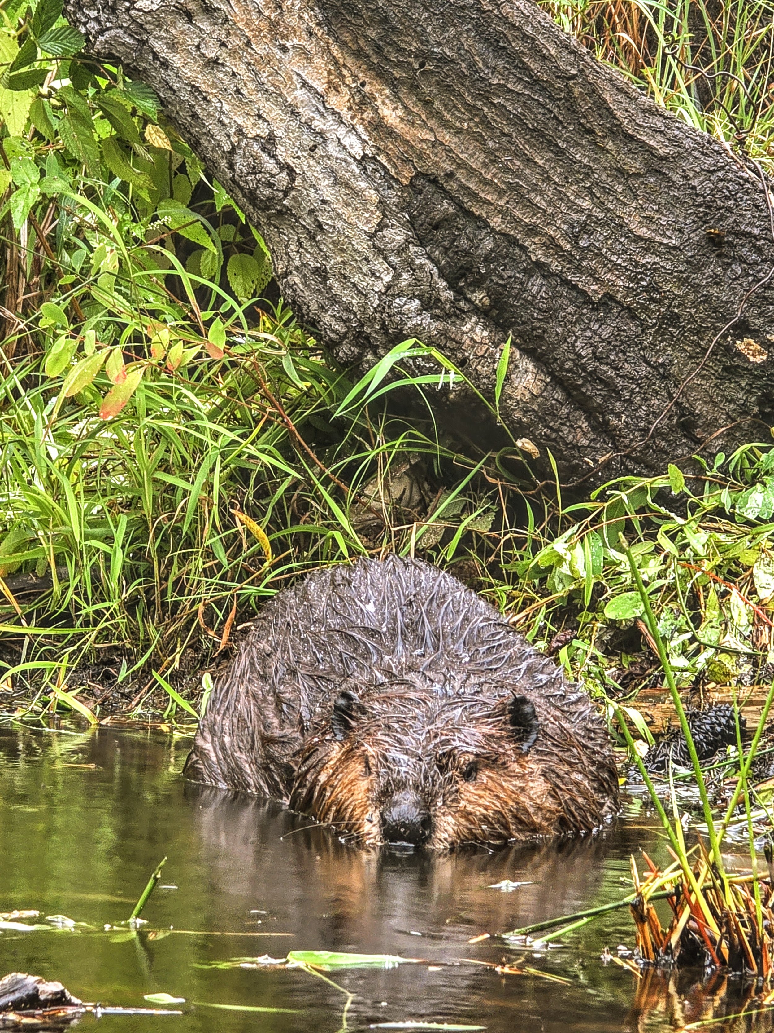 Beaver
