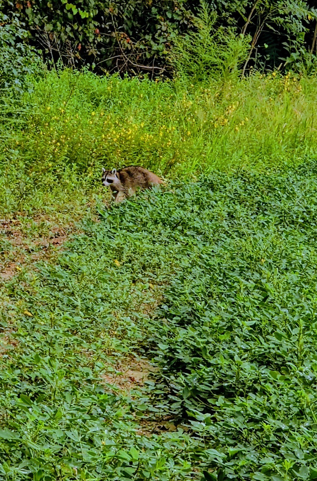 Raccoon in the peanut crop