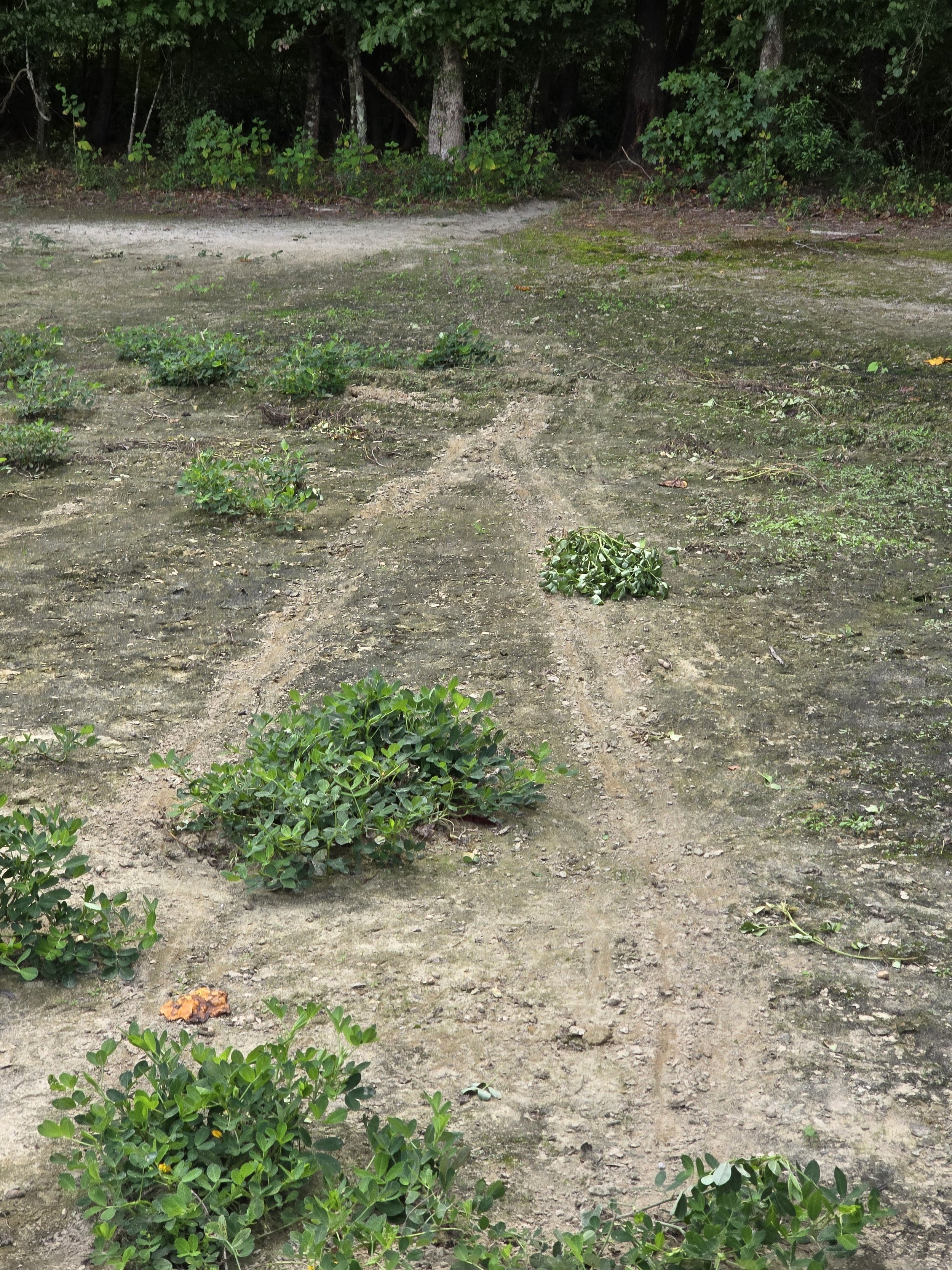 Beavers destroying the peanut crop.