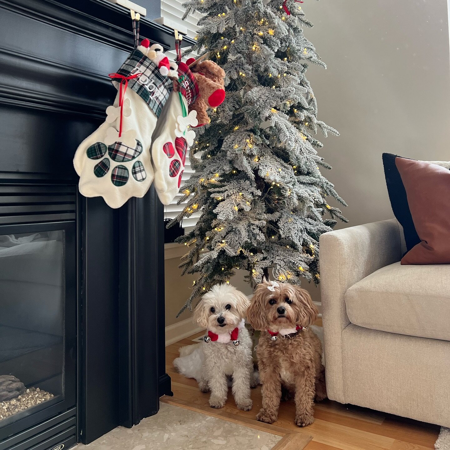 Happy Holidays! 🐾