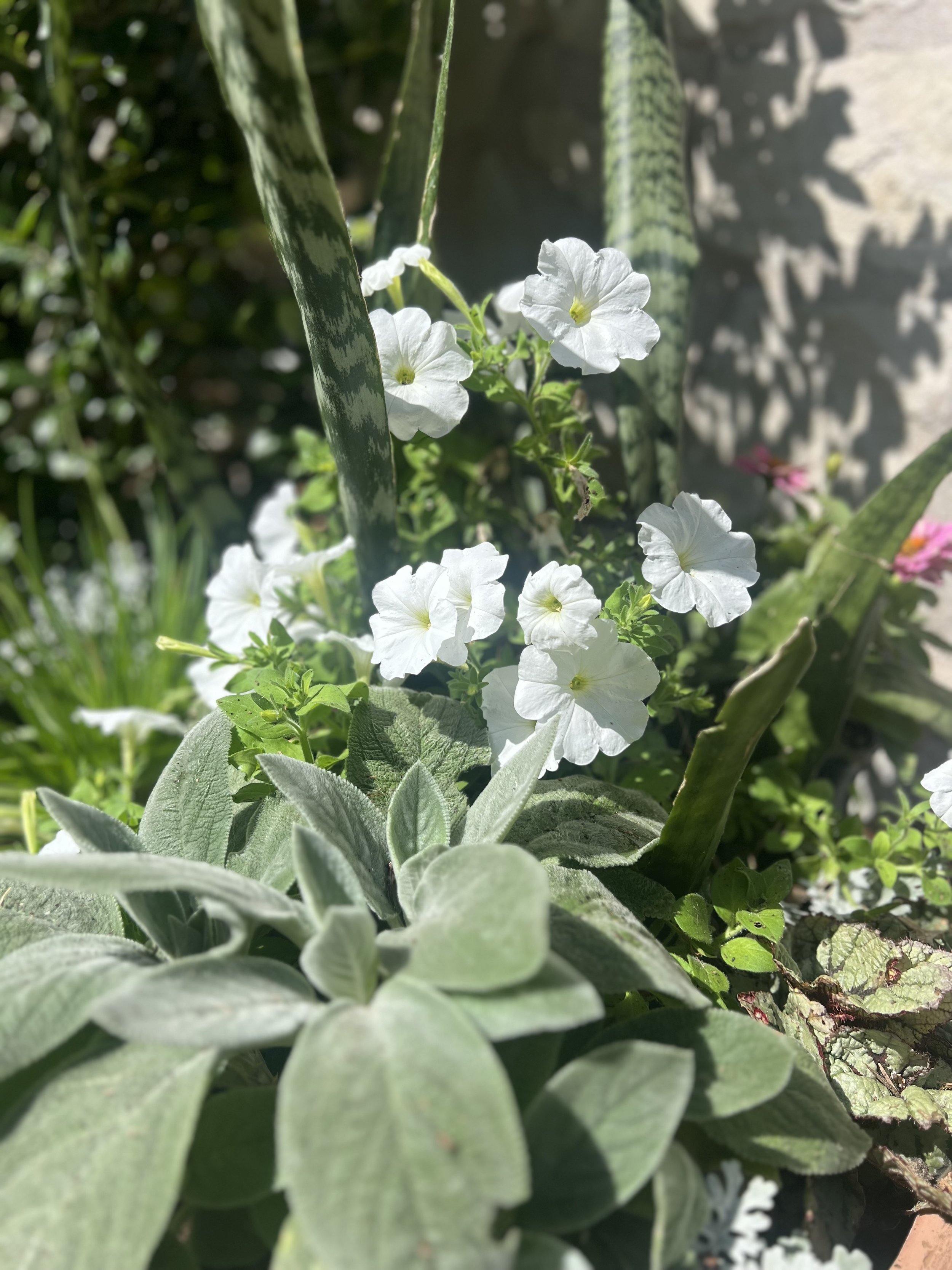 IMG_1425.jpeg