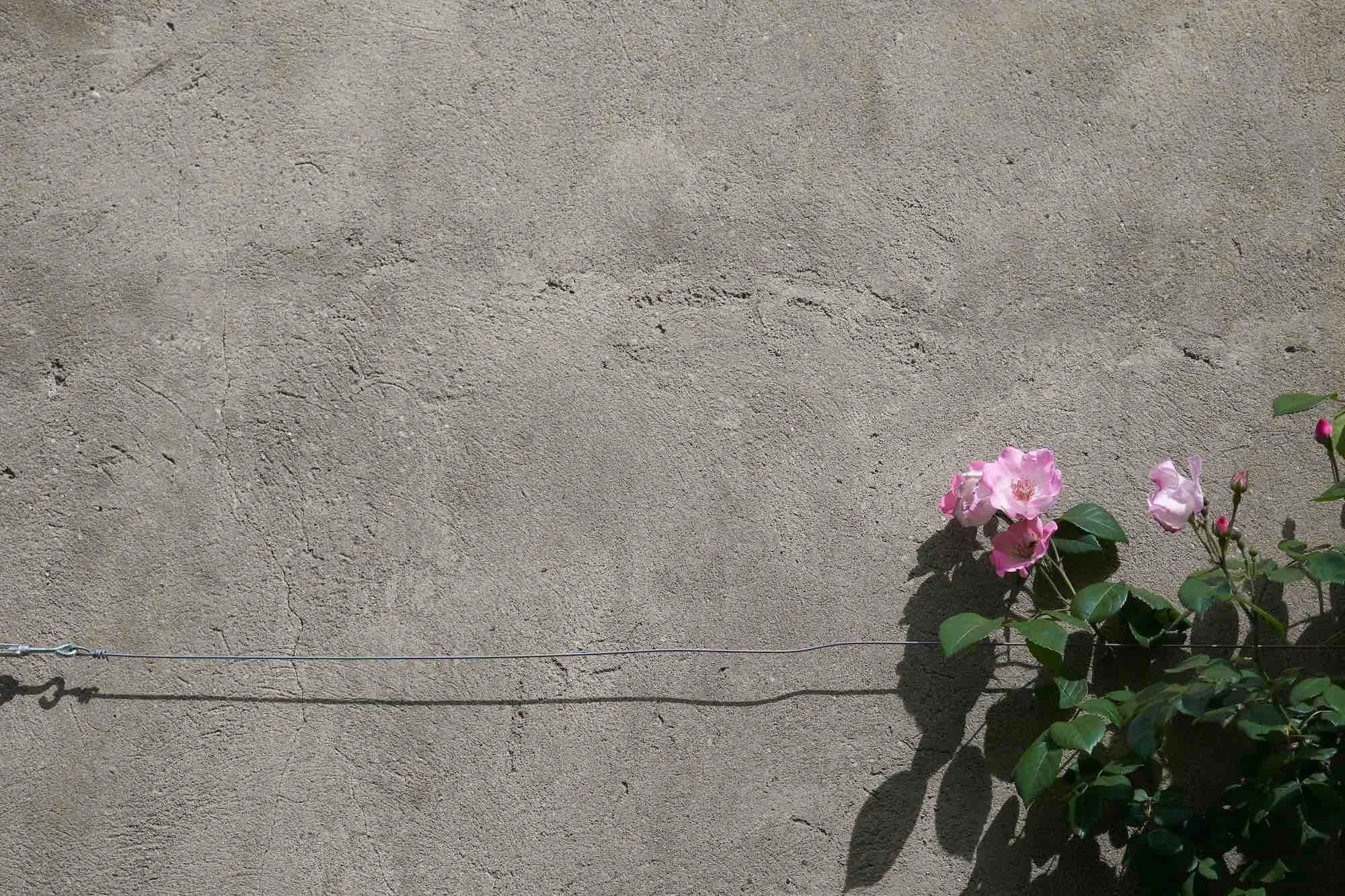 Roses Grow Through Concrete