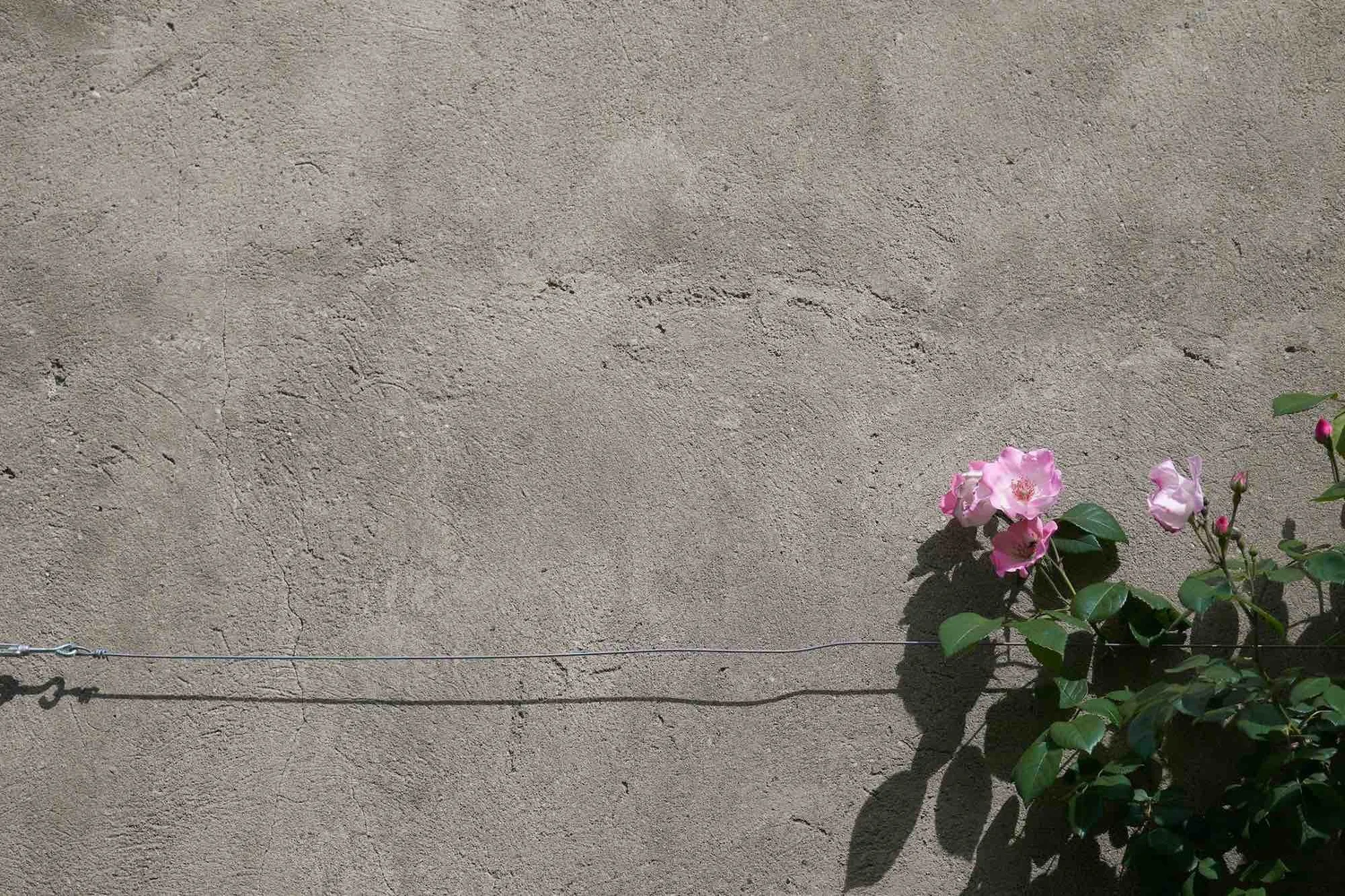 Roses Grow Through Concrete episode artwork