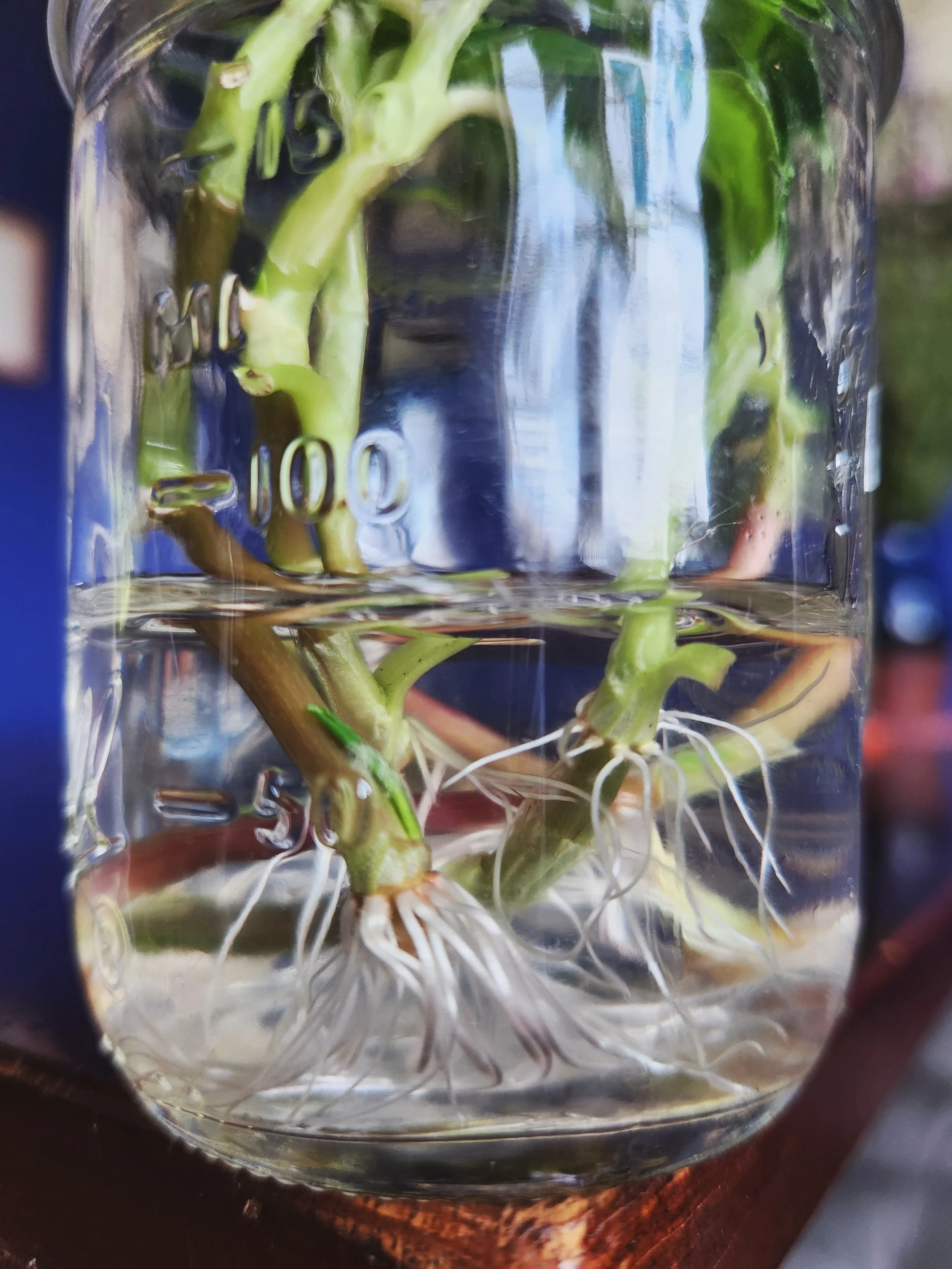 20250624_135334 (1).jpg