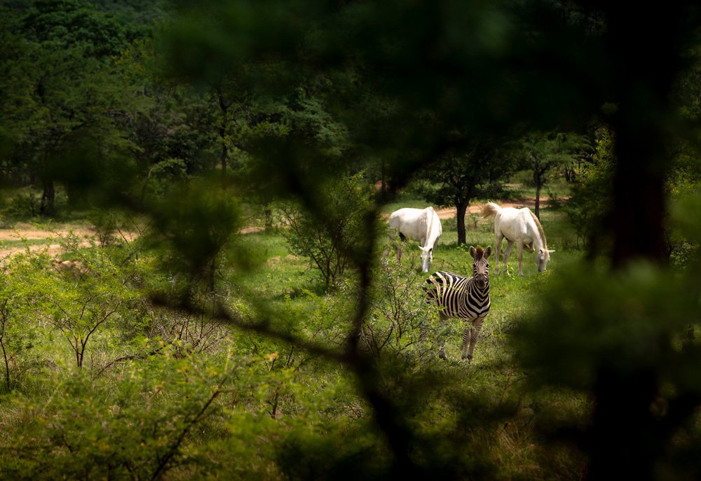 AntCollection-PrivateGameReserve13-1.jpeg