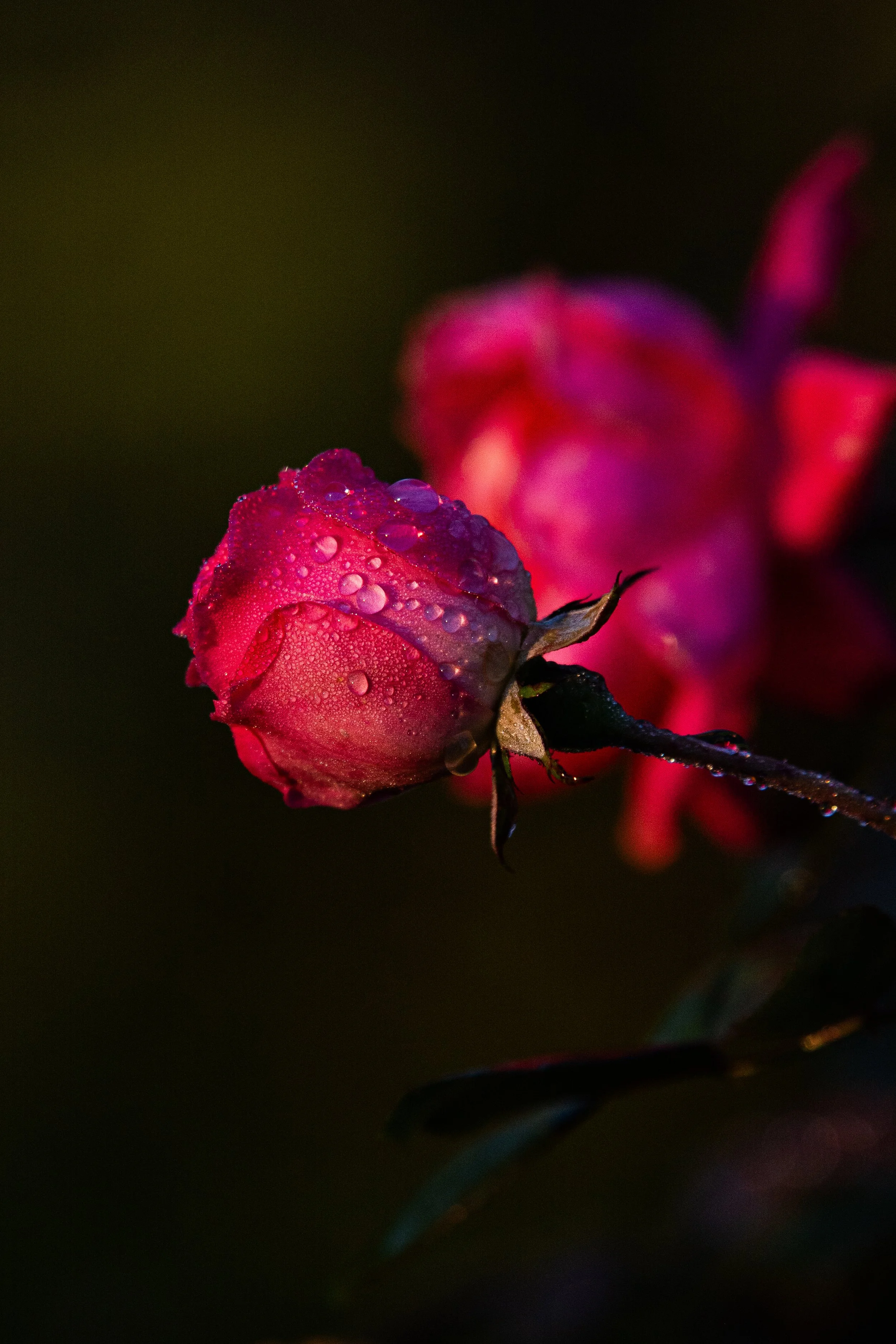 Close-up of a pink rosebud with water droplets on its petals, set against a dark background.