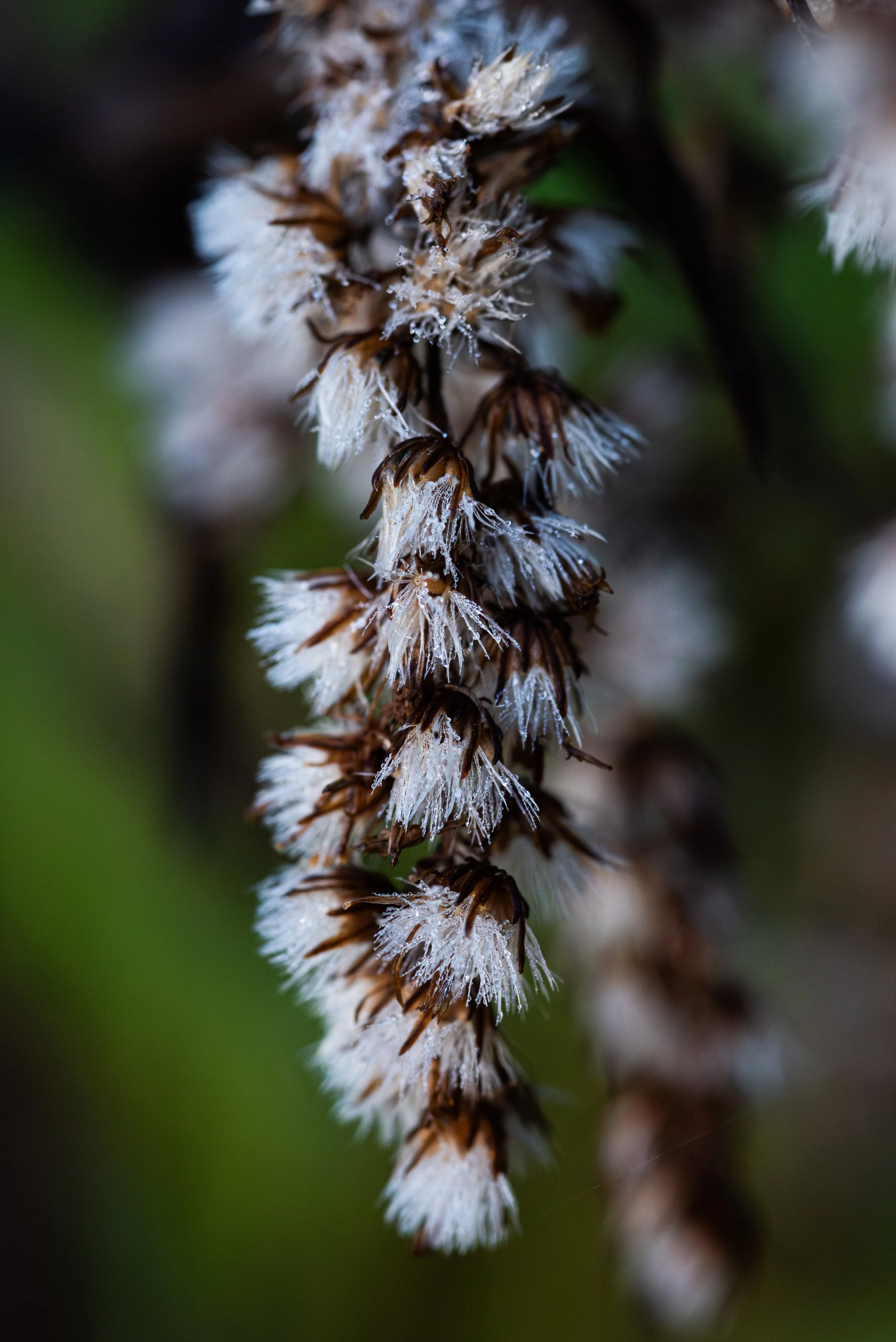 Close-up of small, white and brown fuzzy insects clustered along a dark stem, set against a blurred green background.