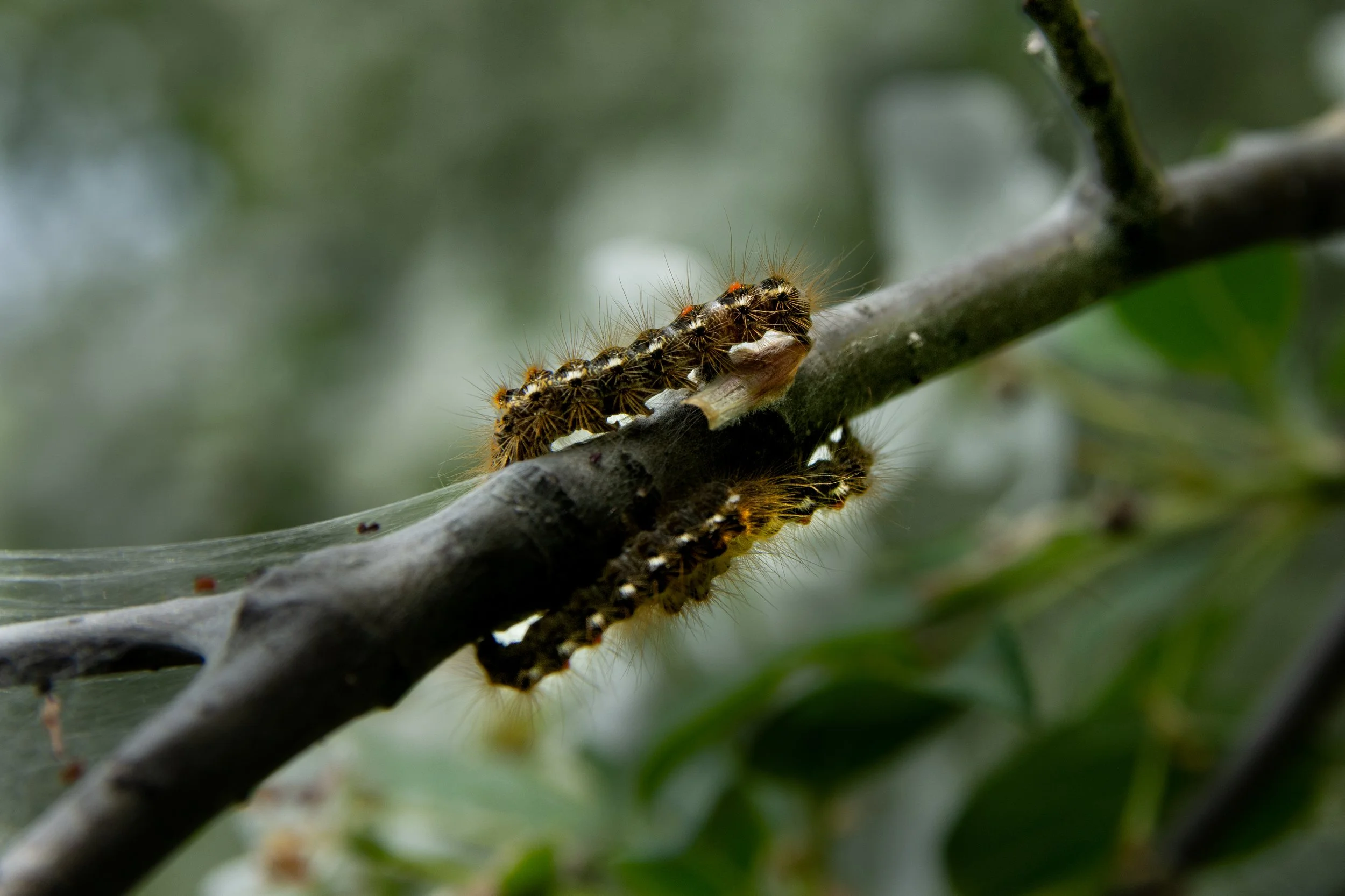Close-up of a fuzzy caterpillar with black, yellow, and orange markings crawling on a tree branch.