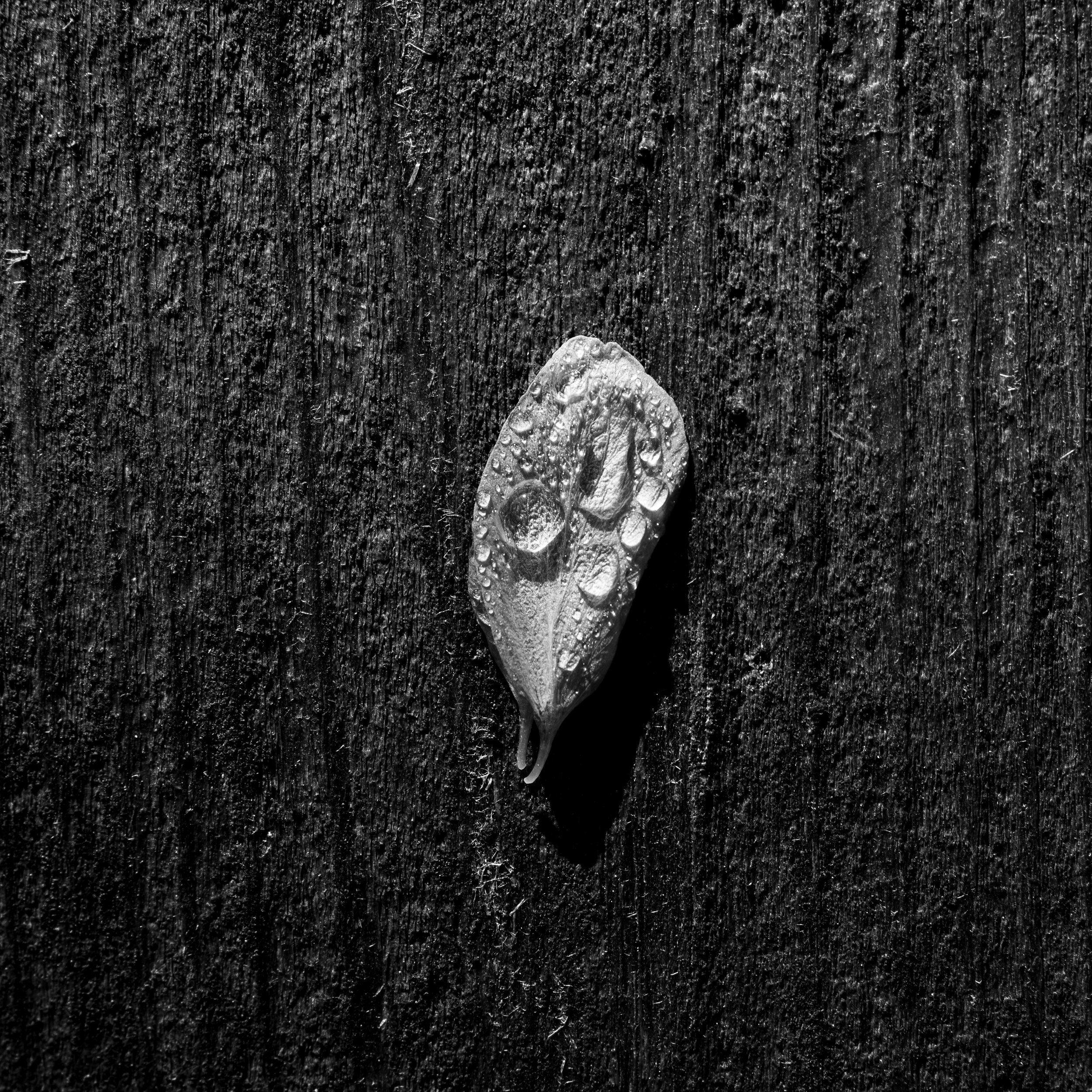 A black and white photograph of a textured, dark wooden surface with a small, irregularly shaped ice crystal or snowflake at the bottom center.