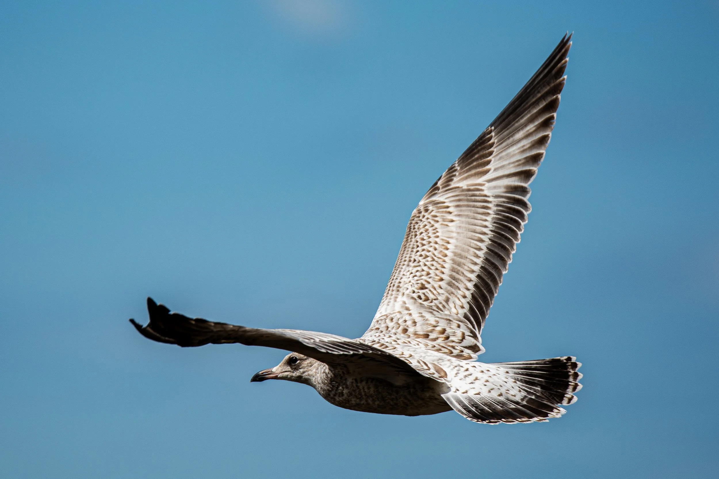 A bird of prey with brown and white feathers flying against a clear blue sky.